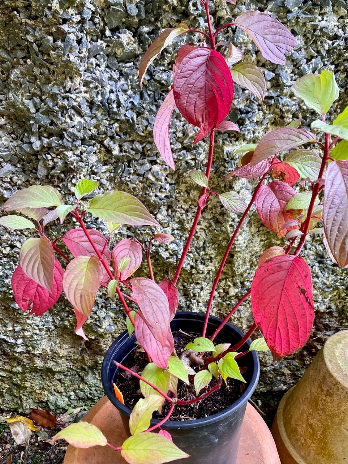 Cornus alba ‘Sibirica’