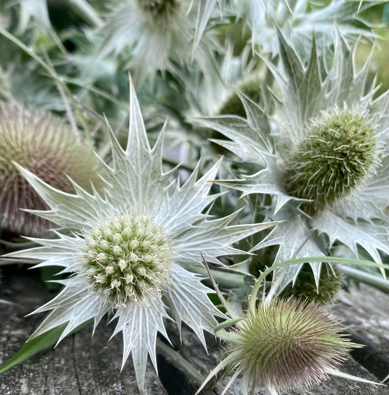 Eryngium ‘Miss Willmott’s Ghost’