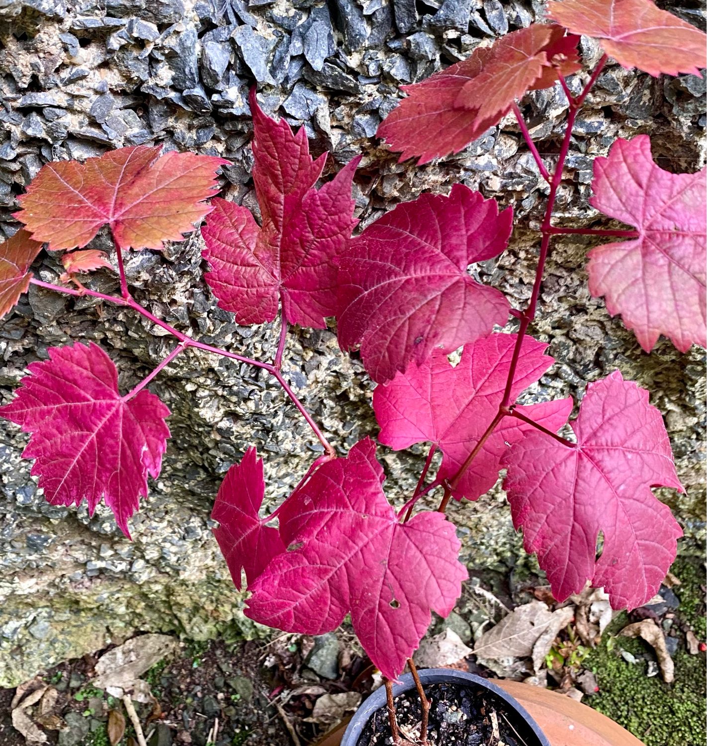 Ornamental Grape