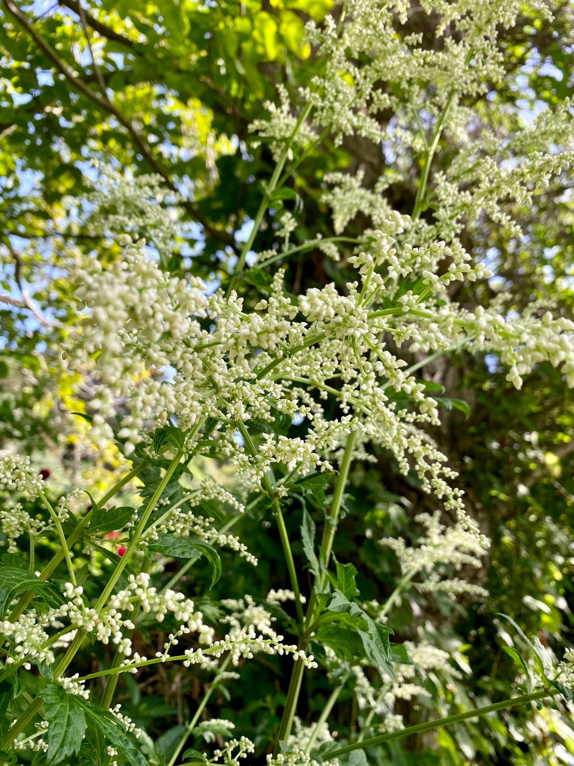 Artemisia lactiflora