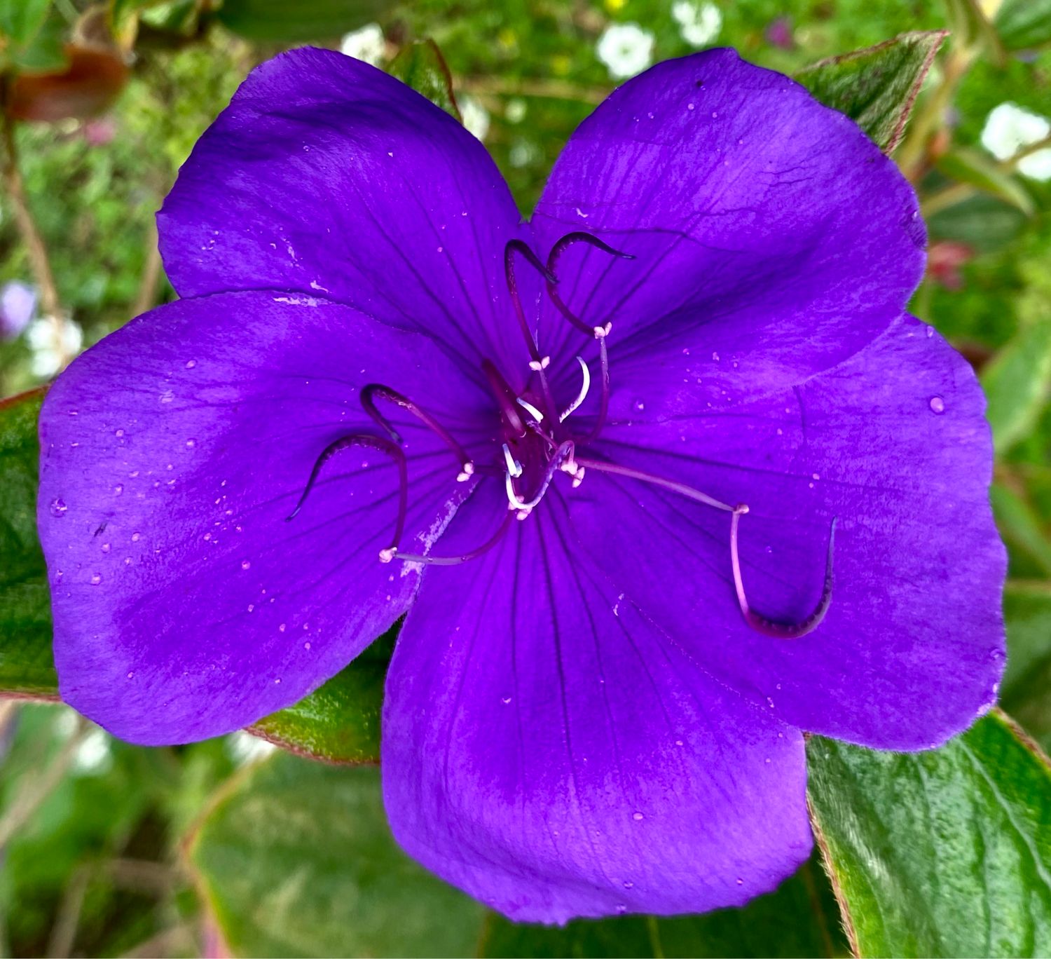 Tibouchina ‘Edwardsii’