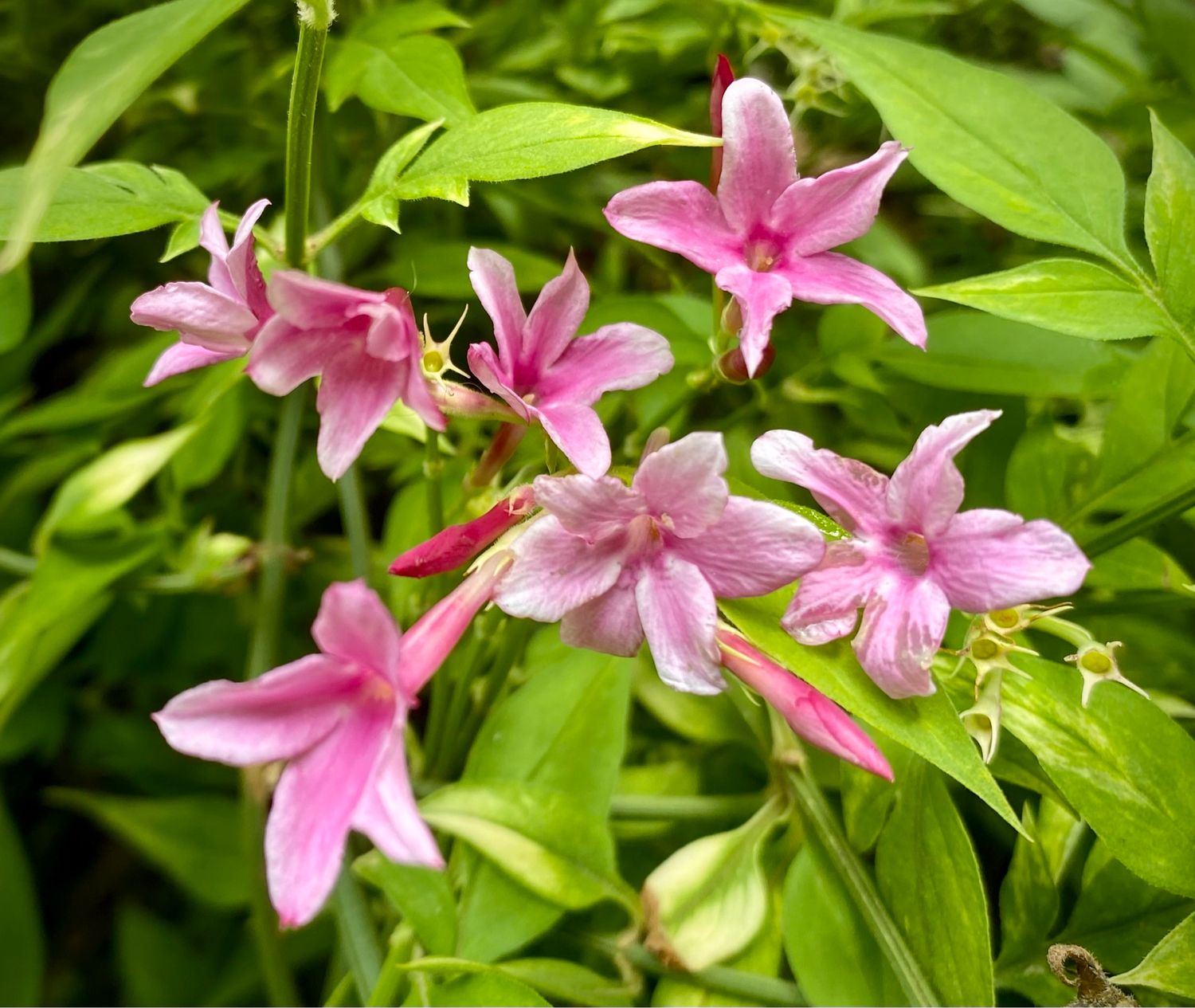 Jasminium X stephanensis