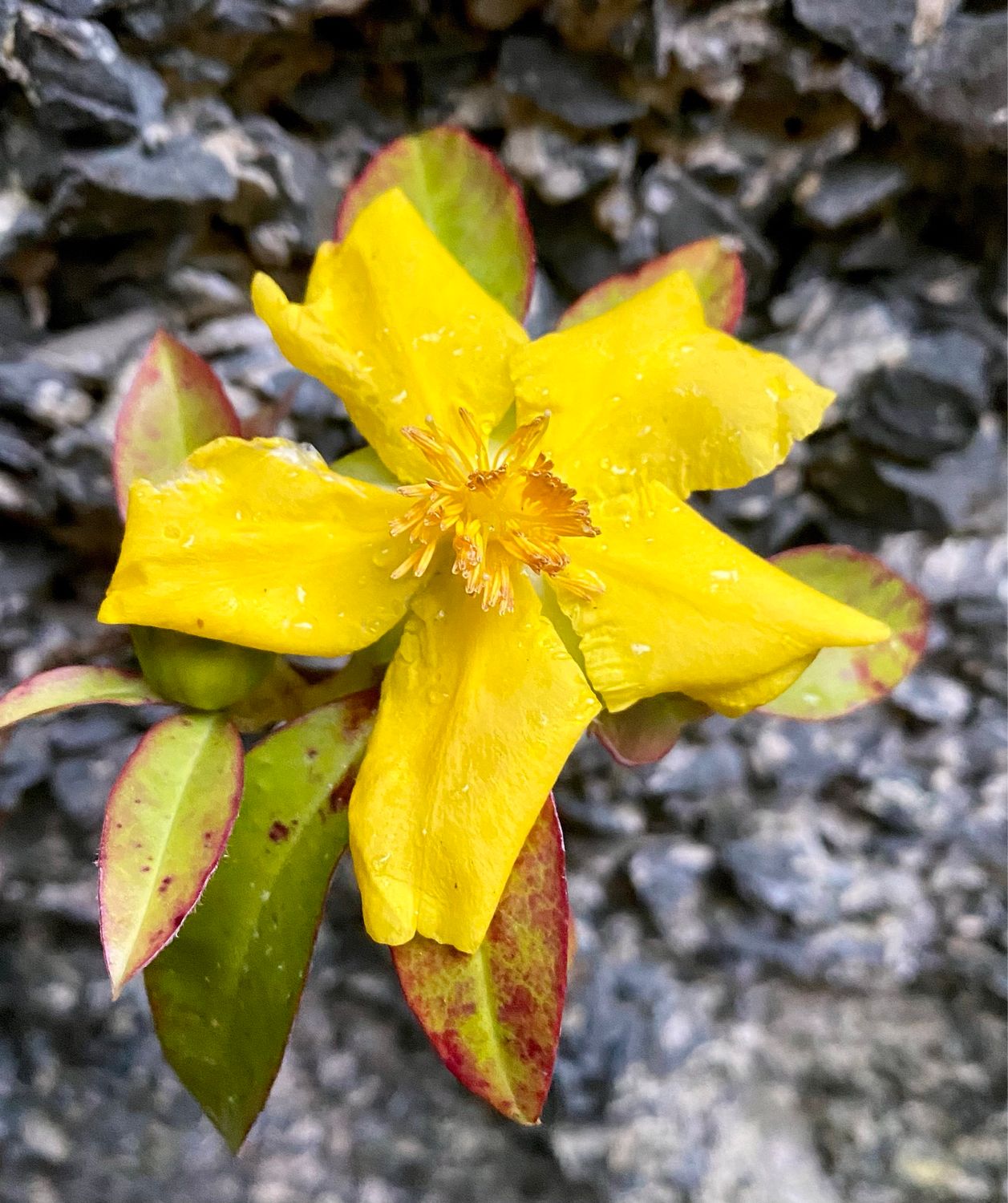 Hibertia scandens