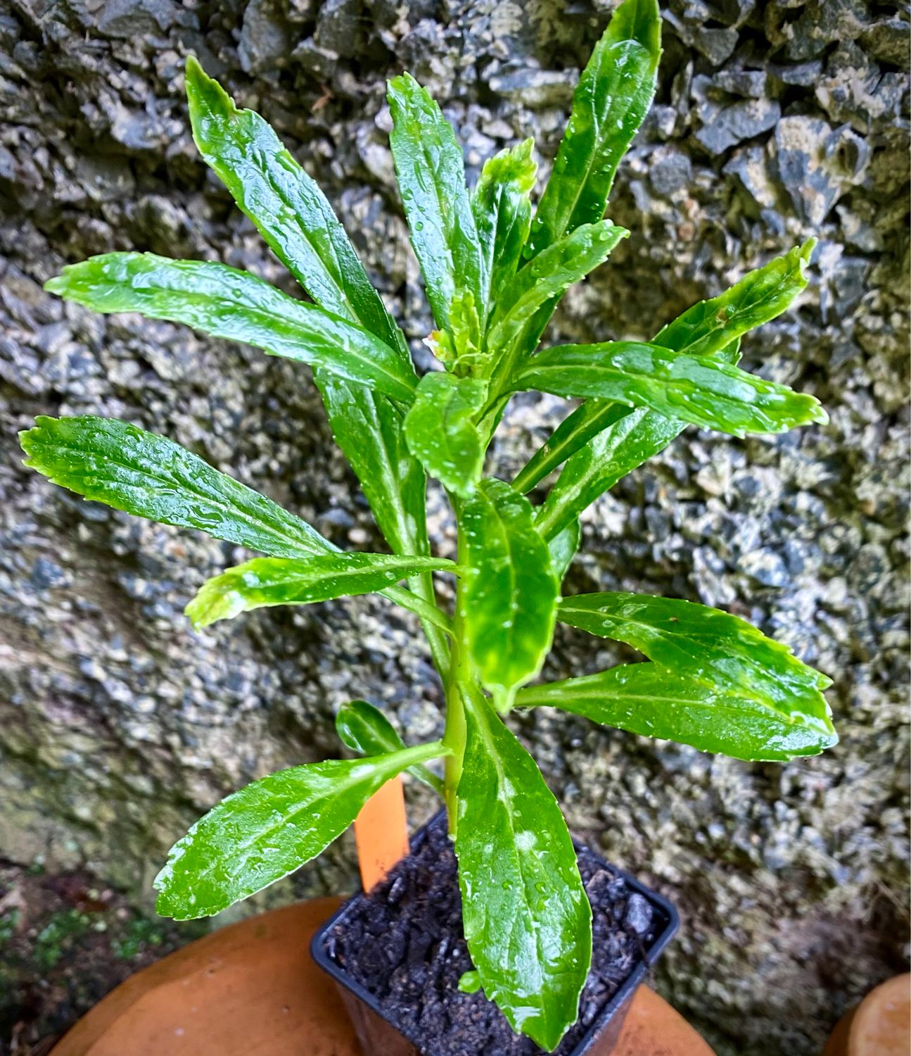 Azores Bellflower