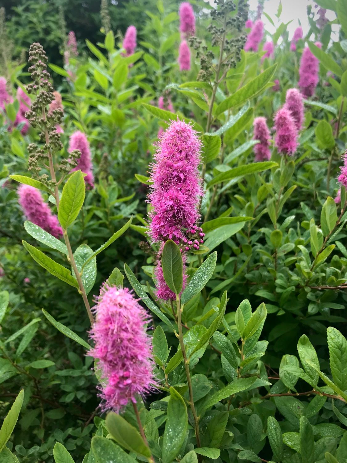 Spirea billardii
