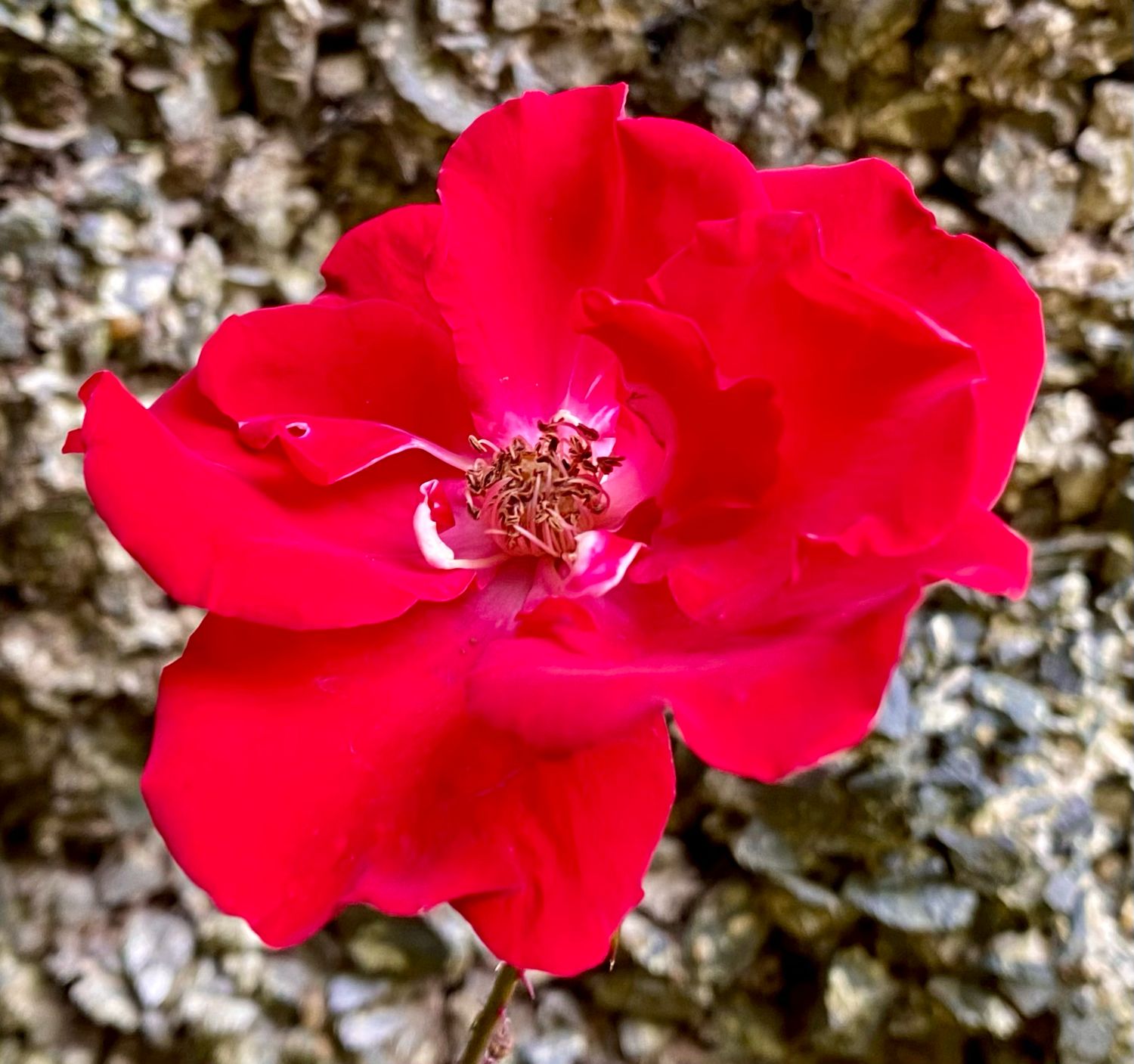 Rose Parkdirektor Riggers