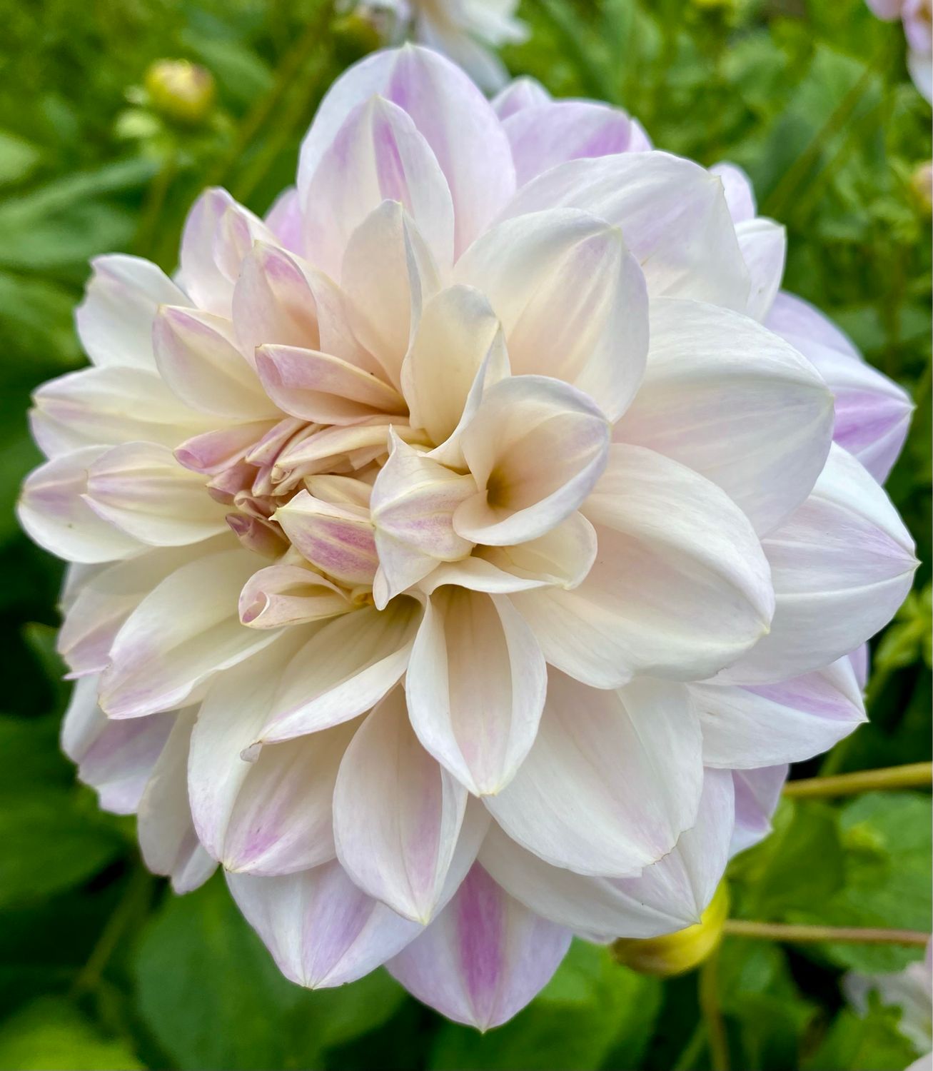 Dahlia ‘Porcelain’