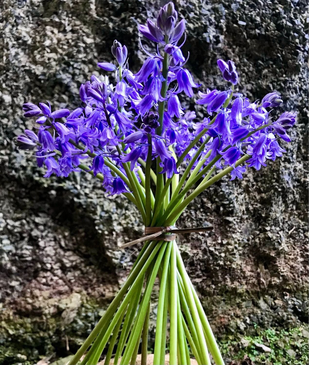 Bluebells