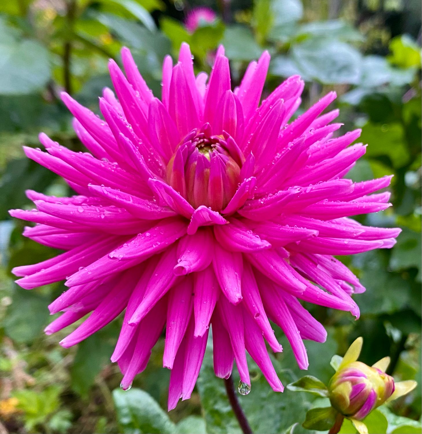 Dahlia ‘ Pink Cactus