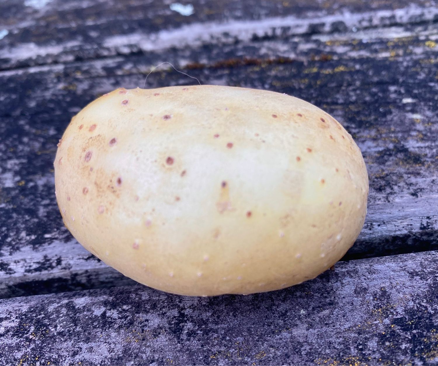 Arran Chief
