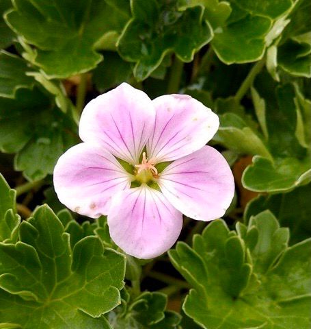 NZ Native Geranium