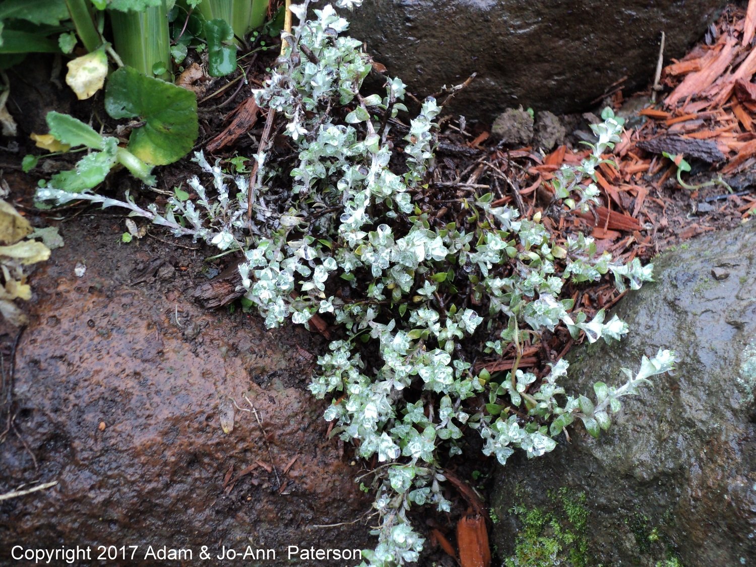 Helichrysum 'Graeme Paterson'