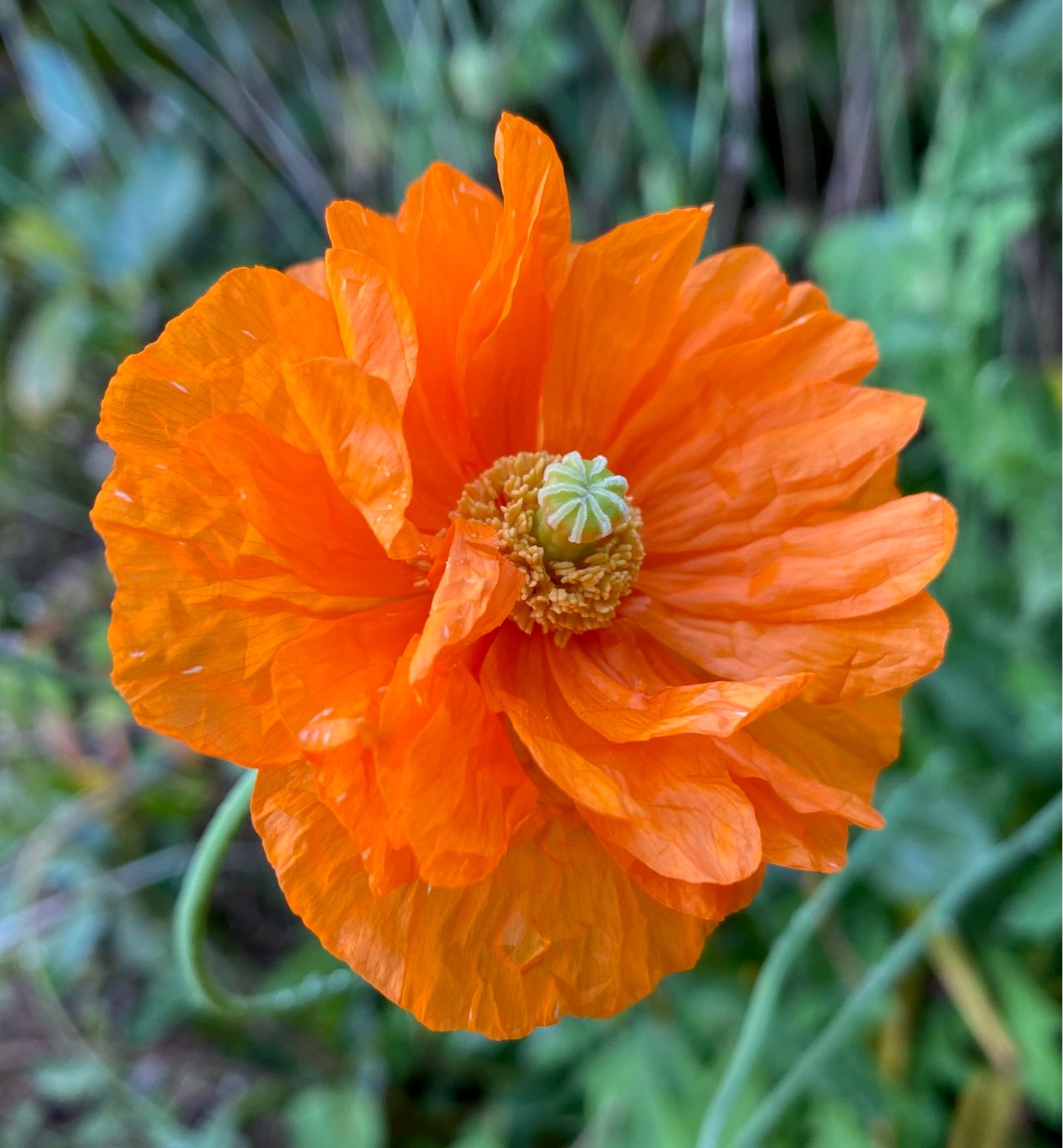 Moroccan Poppy