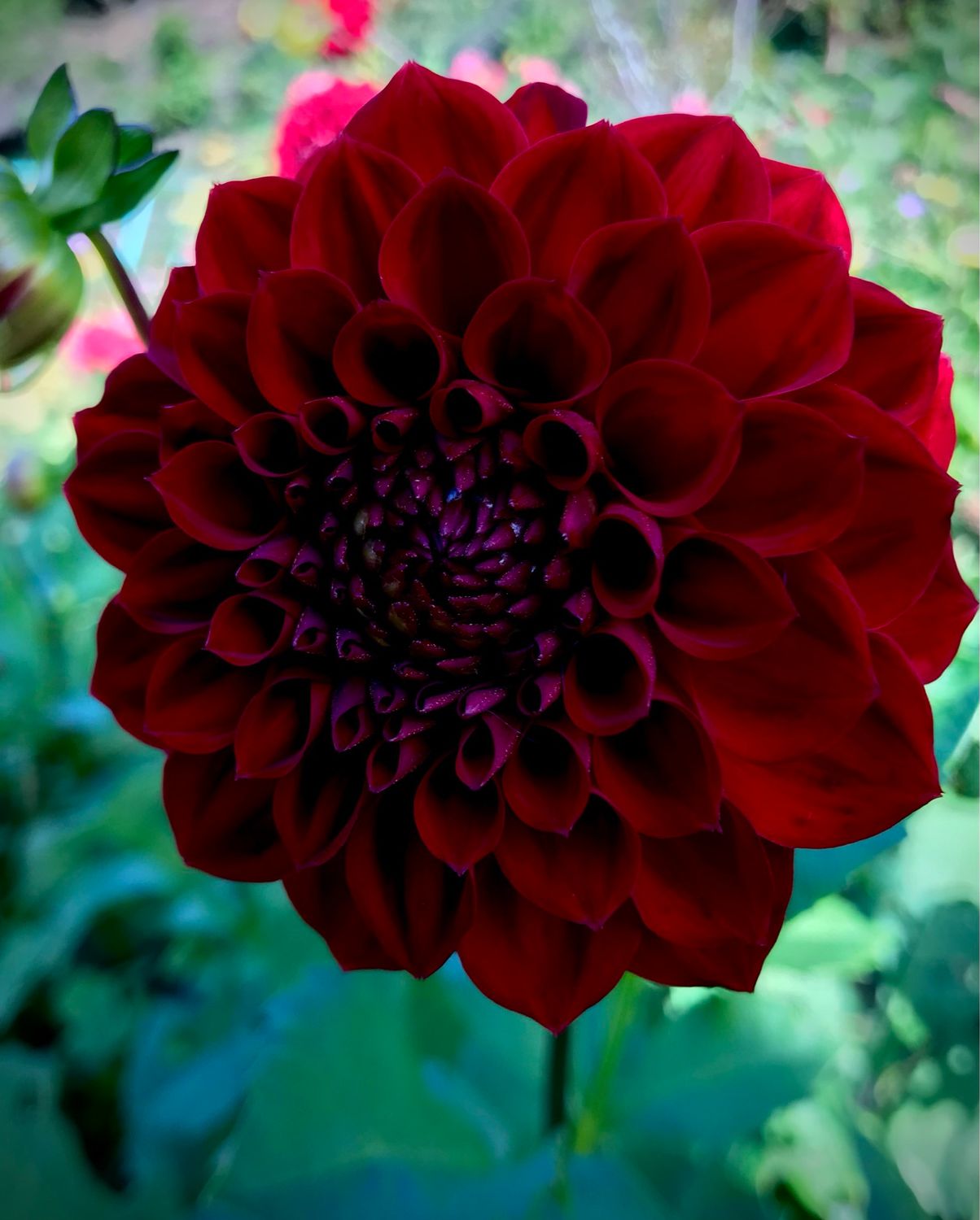 Dahlia ‘Shadow Cat’