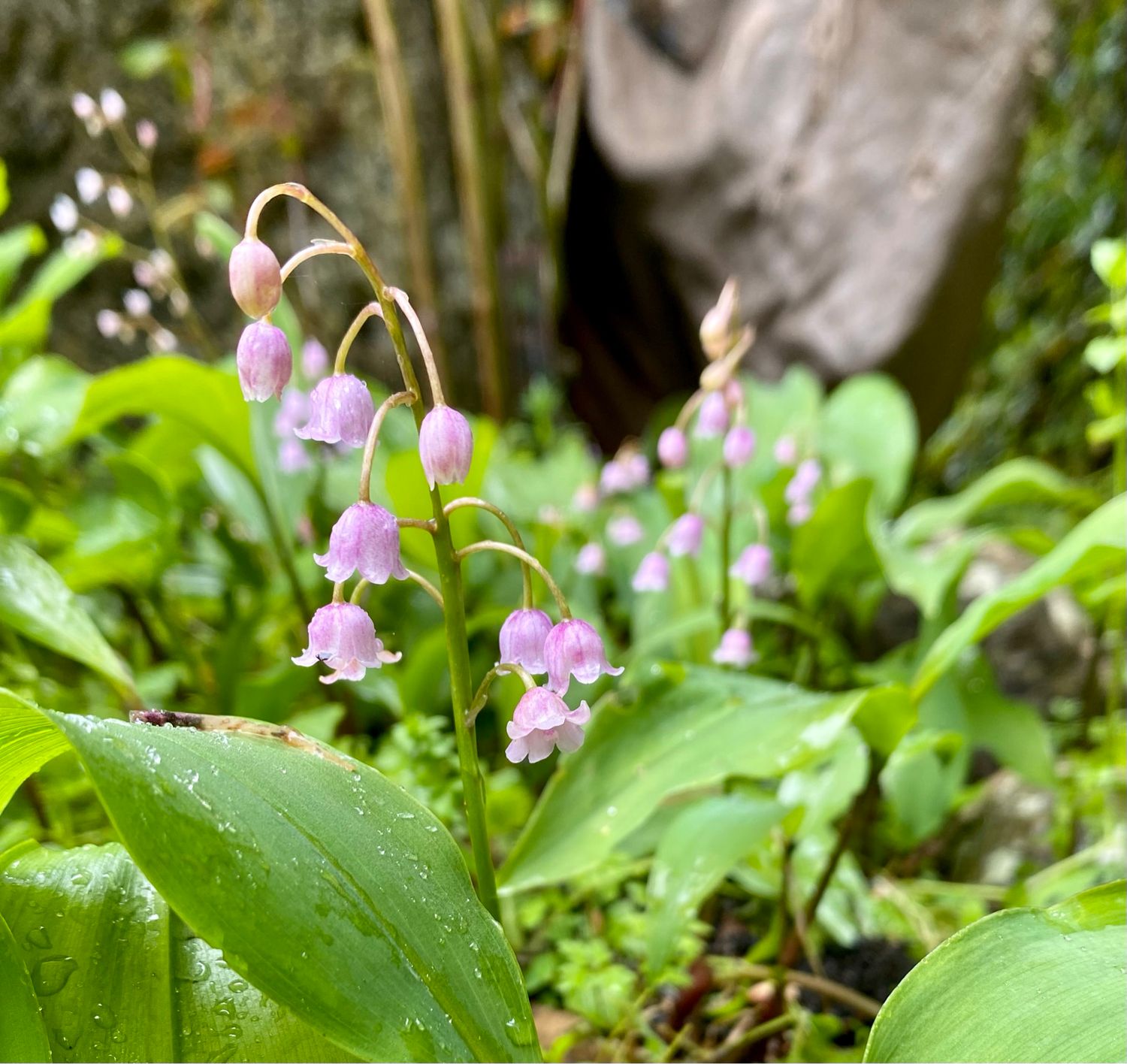 Lily Of The Valley Pink