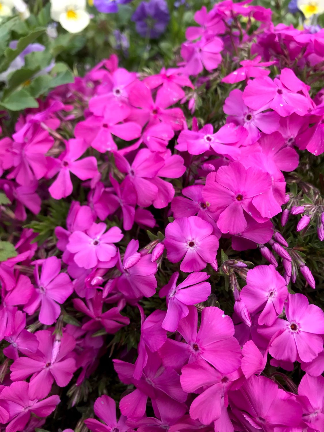 Phlox subulata ‘McDaniels Pink’