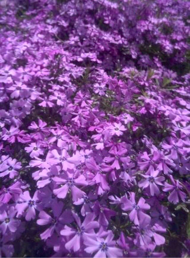 Phlox subulata ‘Greencourt Violet’