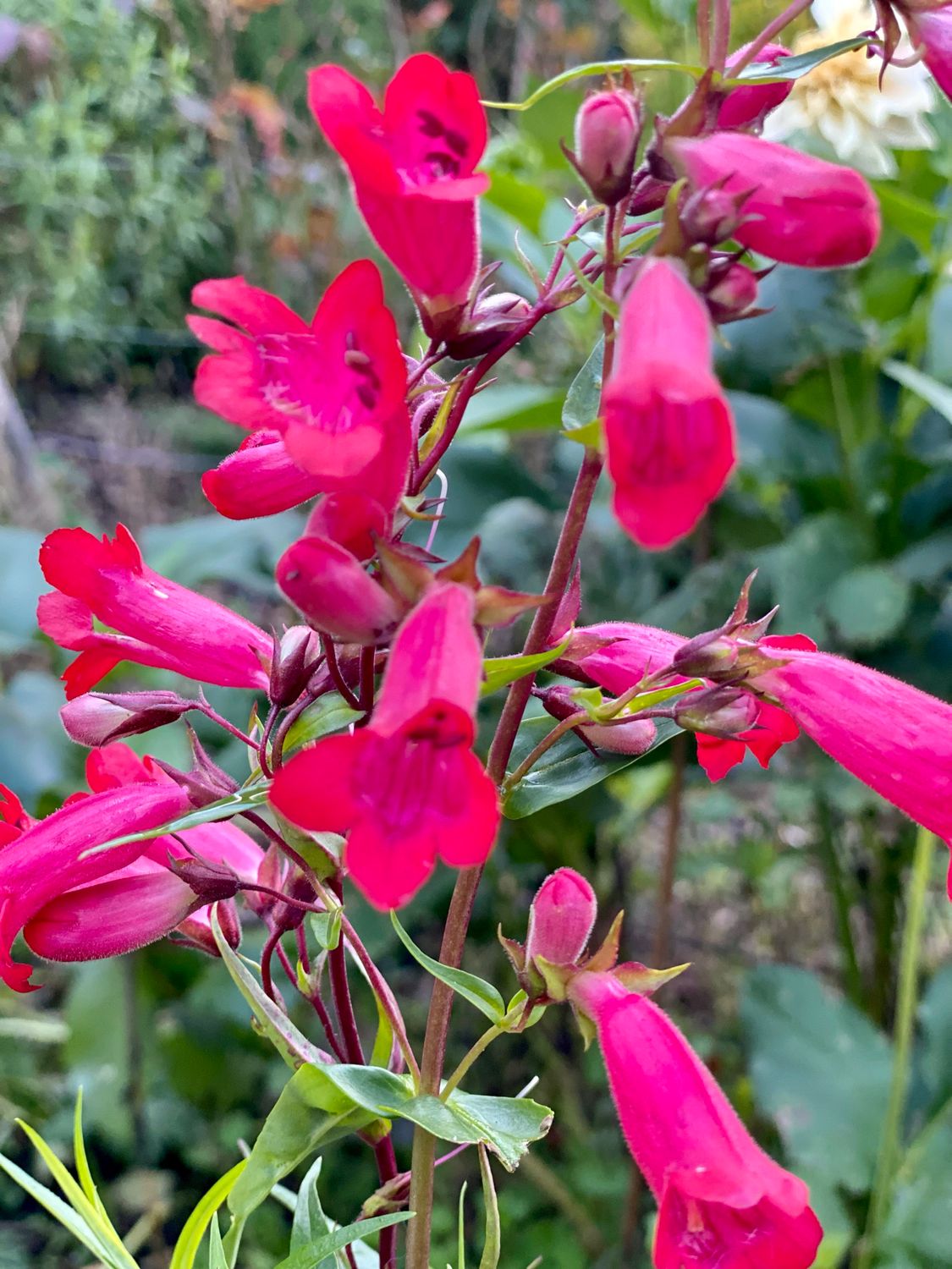 Penstemon ‘Firebird’