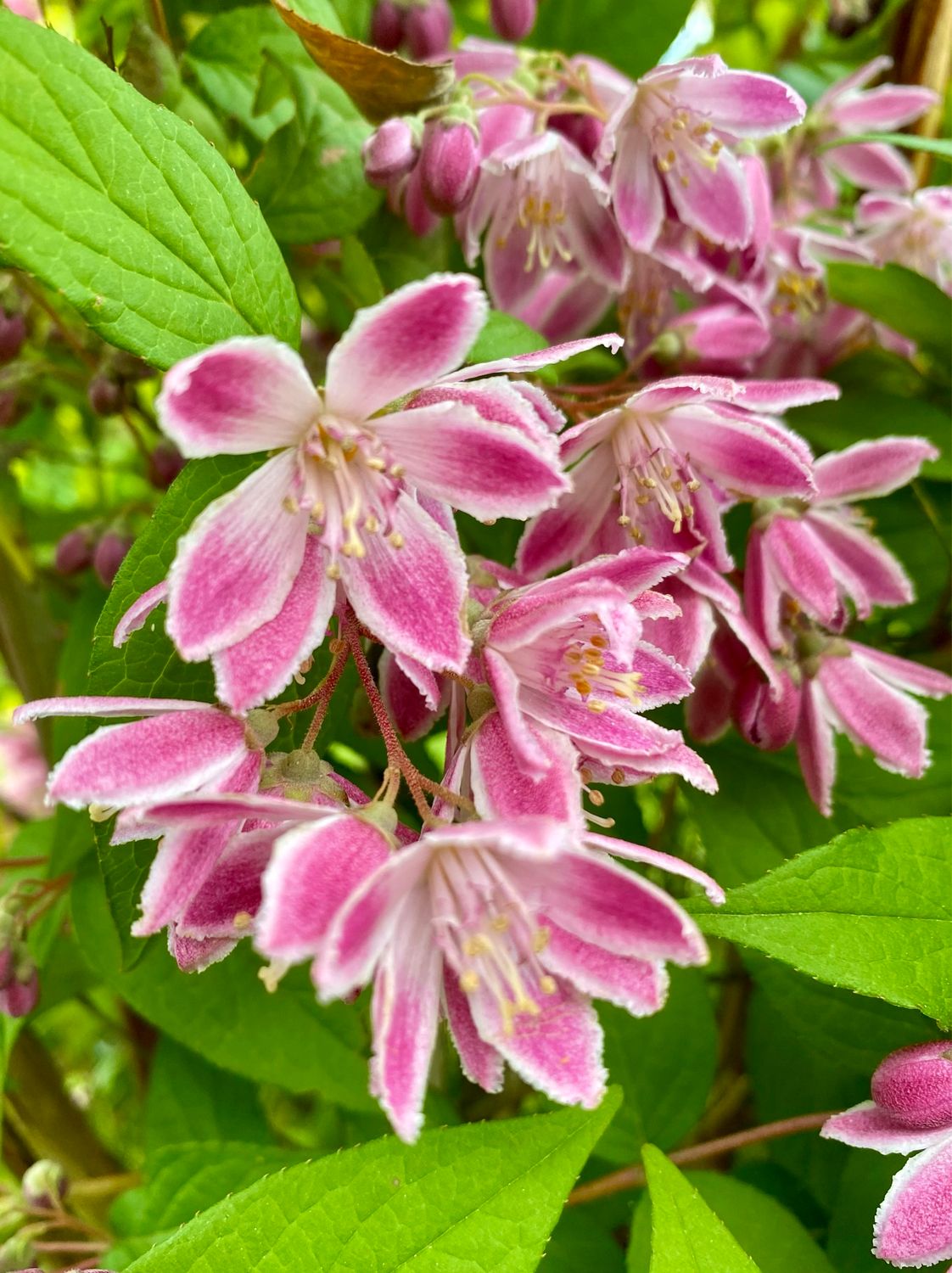 Deutzia ‘Magician’