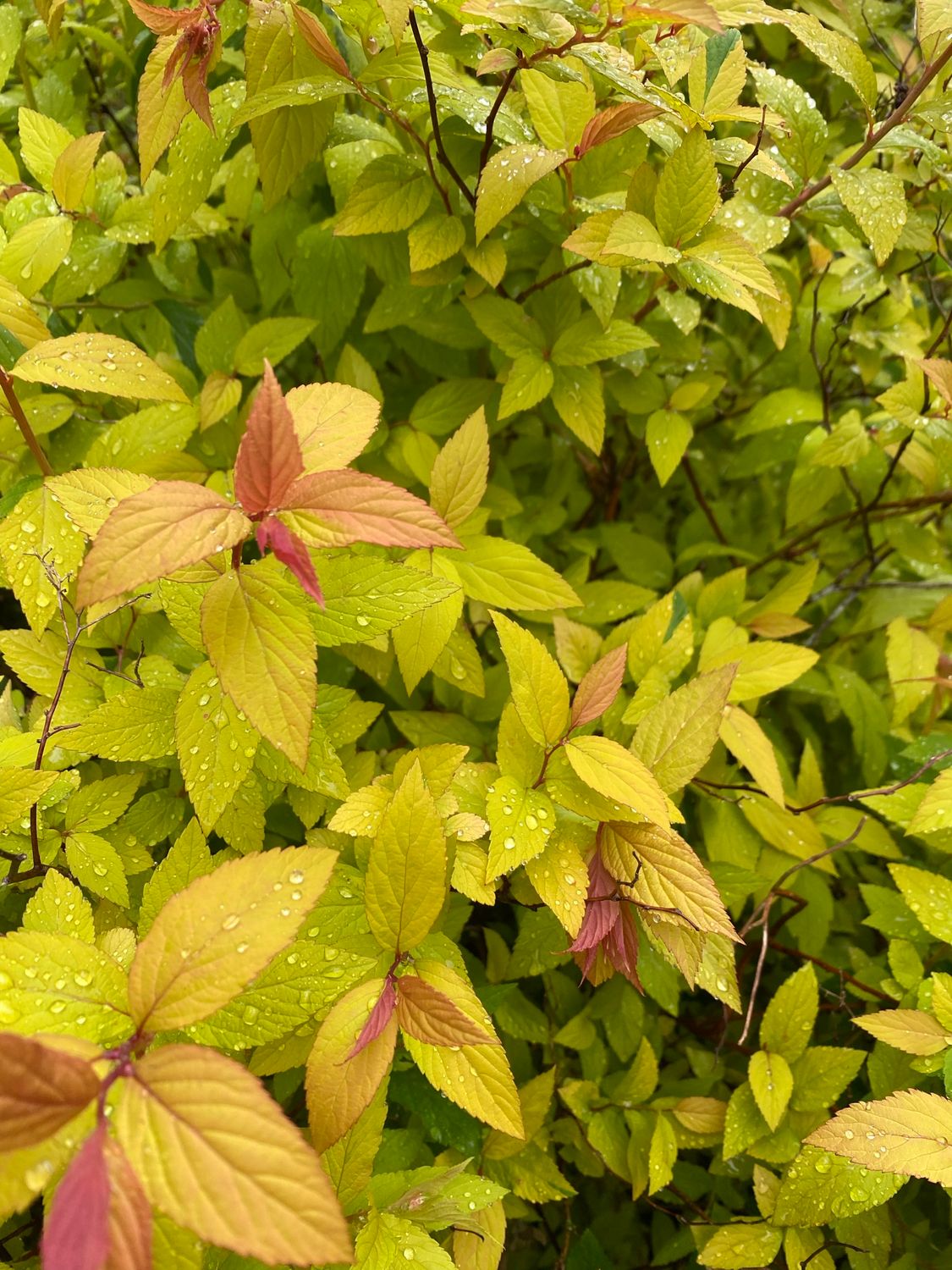 Spirea ‘ Gold Flame’