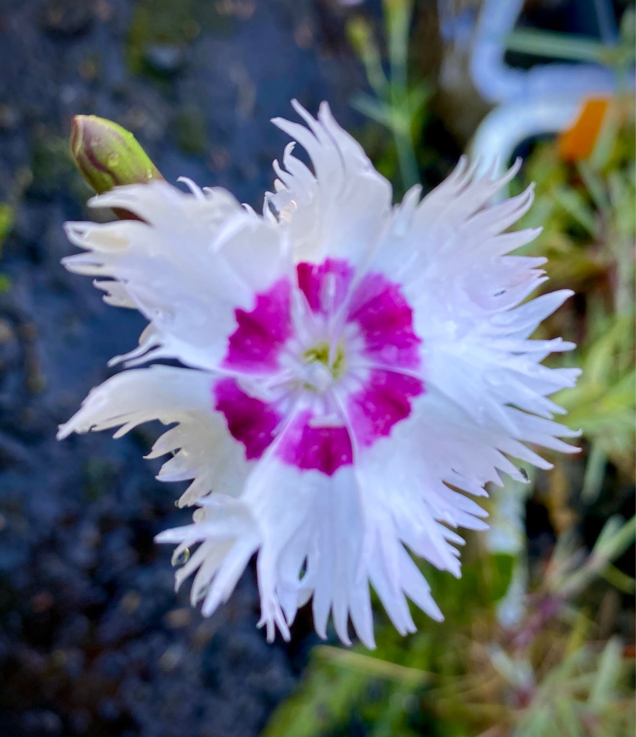 Dianthus plumaris