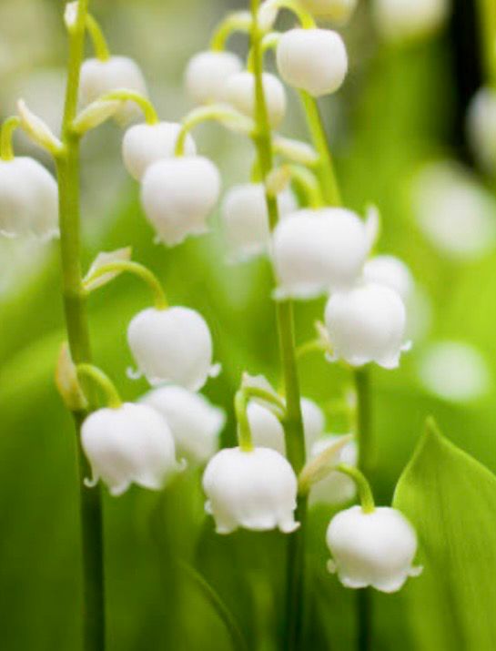 Lily Of The Valley White