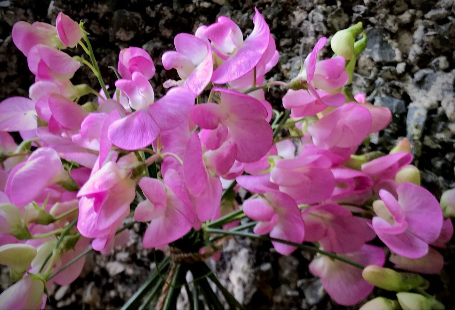 Sweet Pea ‘Pink Pearl’ Perennial