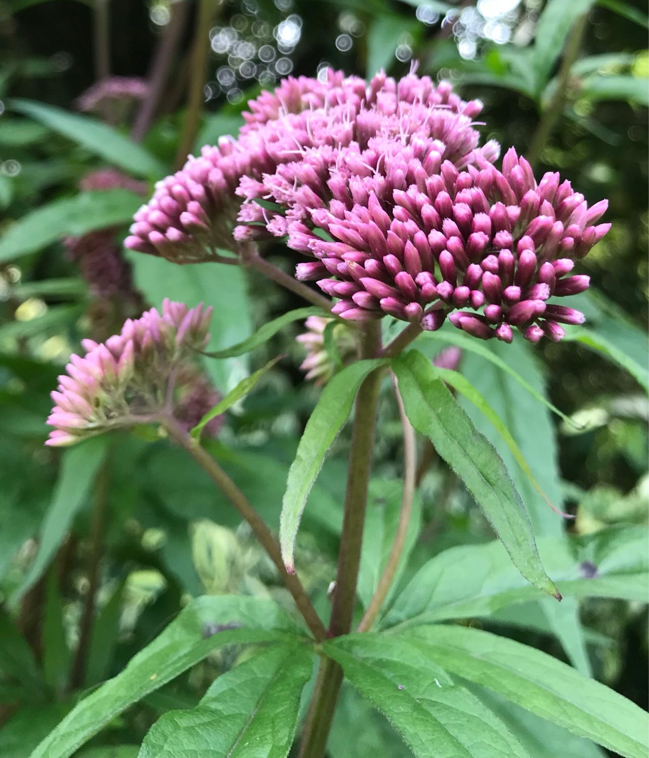 Joe Pye Weed
