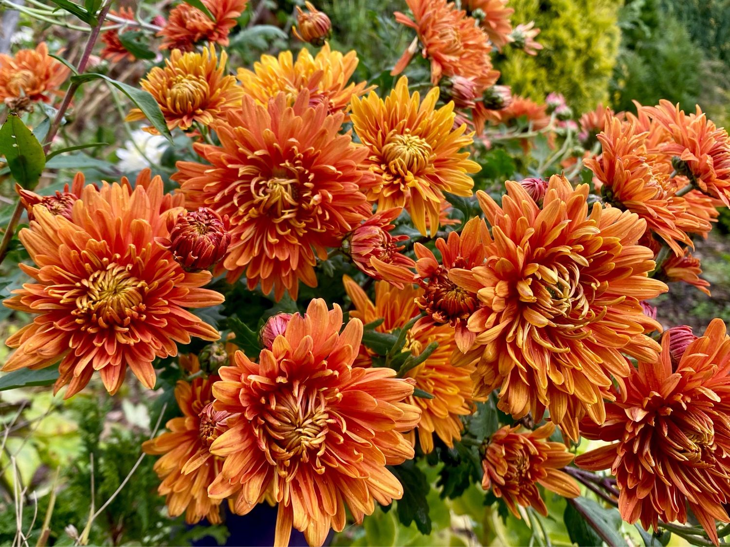 Chrysanthemum Deep Orange-Bronze