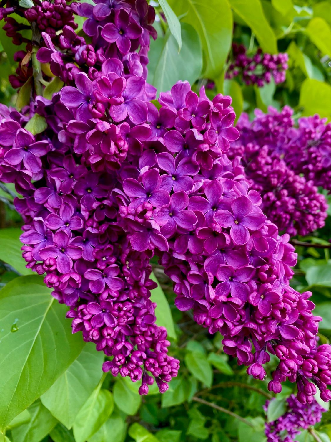 Lilac ‘Souvenir de Louis Spaeth’