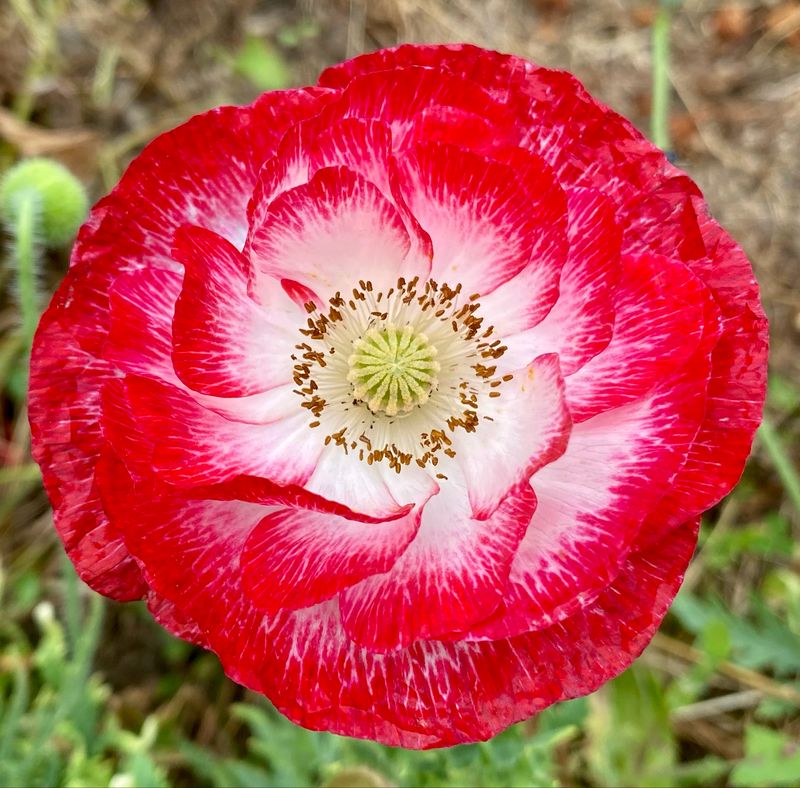 Annual Plants 