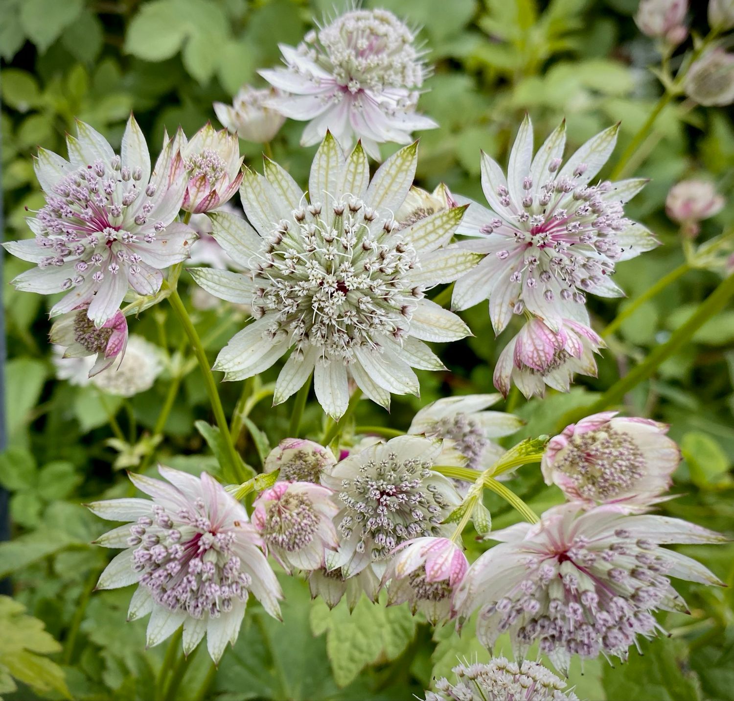 Astrantia major ‘Parchment ’