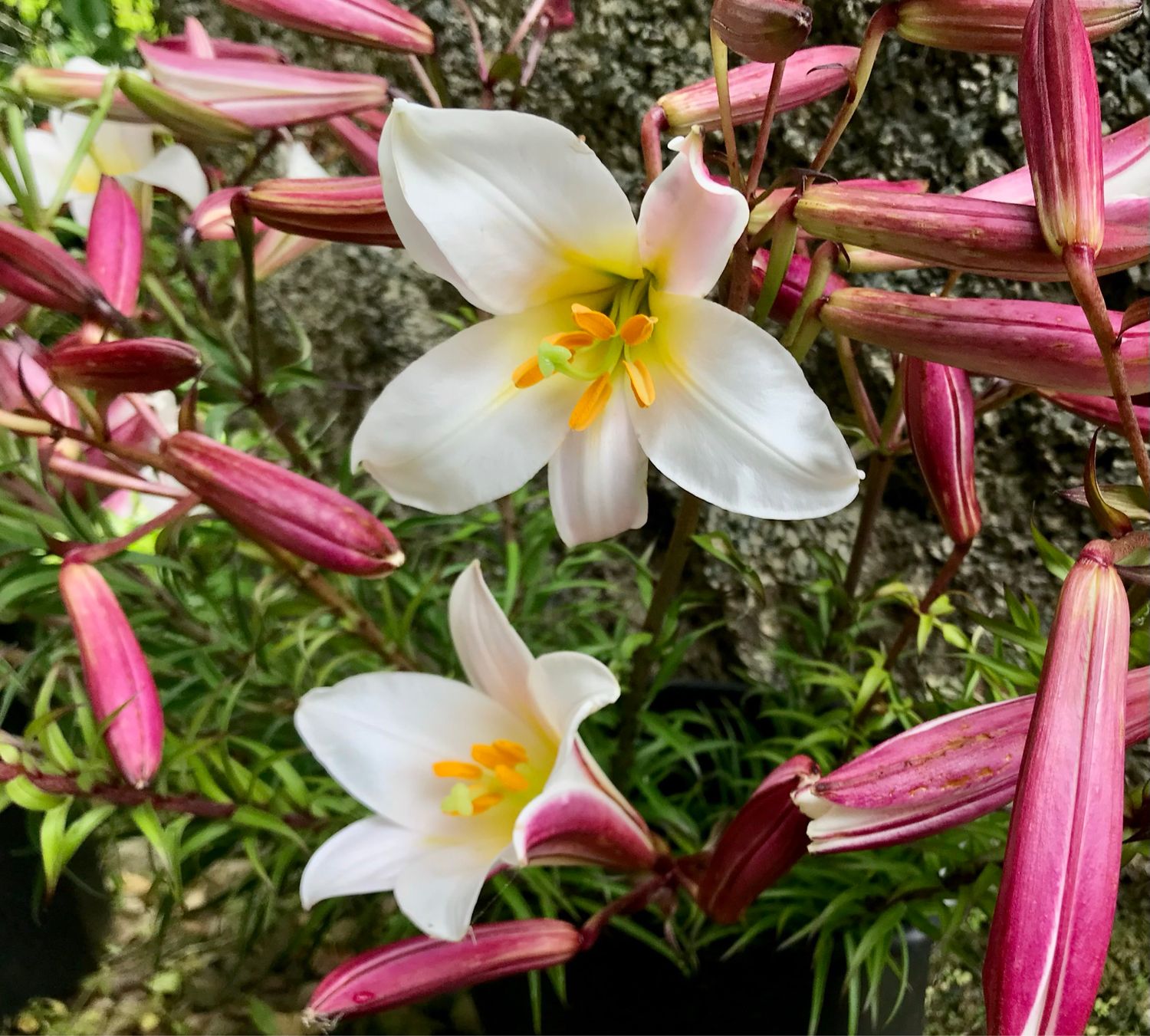 Christmas Lilies (4 Stems Tied)