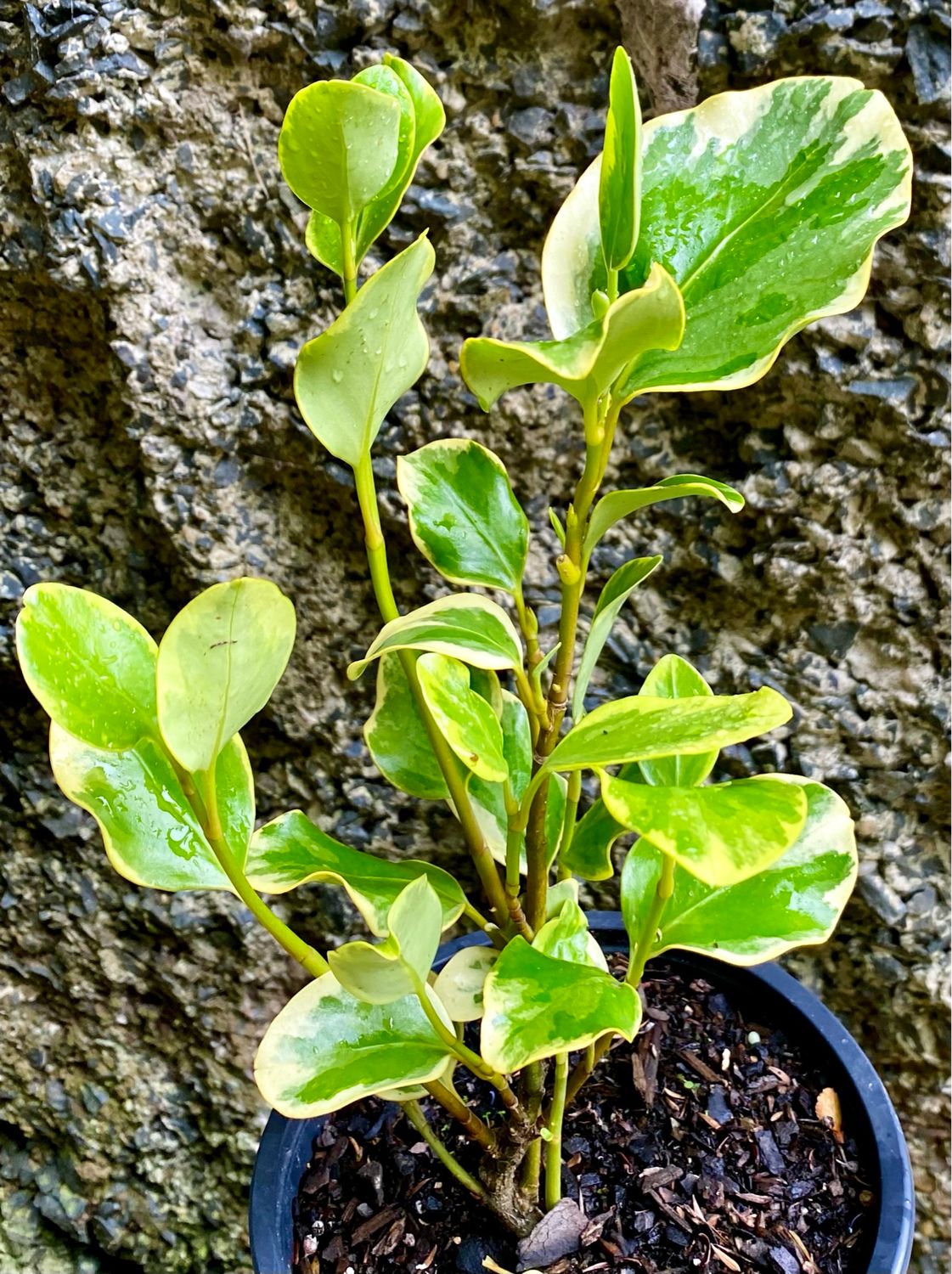 Griselinia littoralis ‘ Variegata