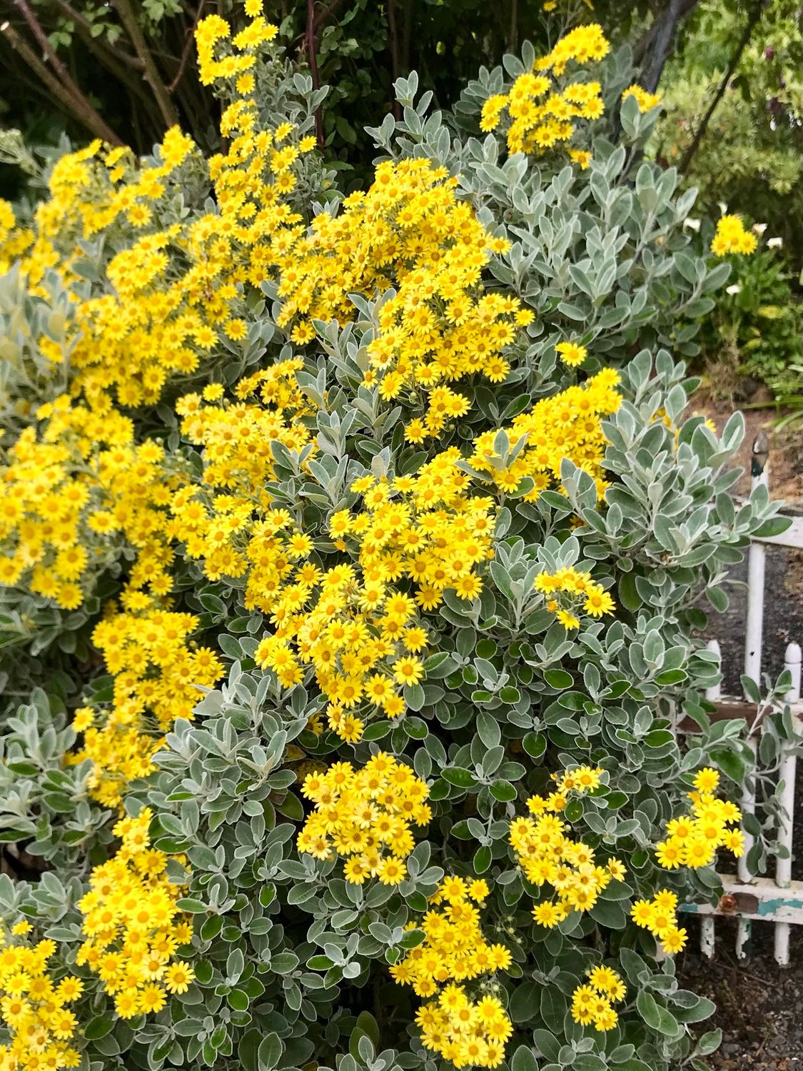 Brachyglottis greyii