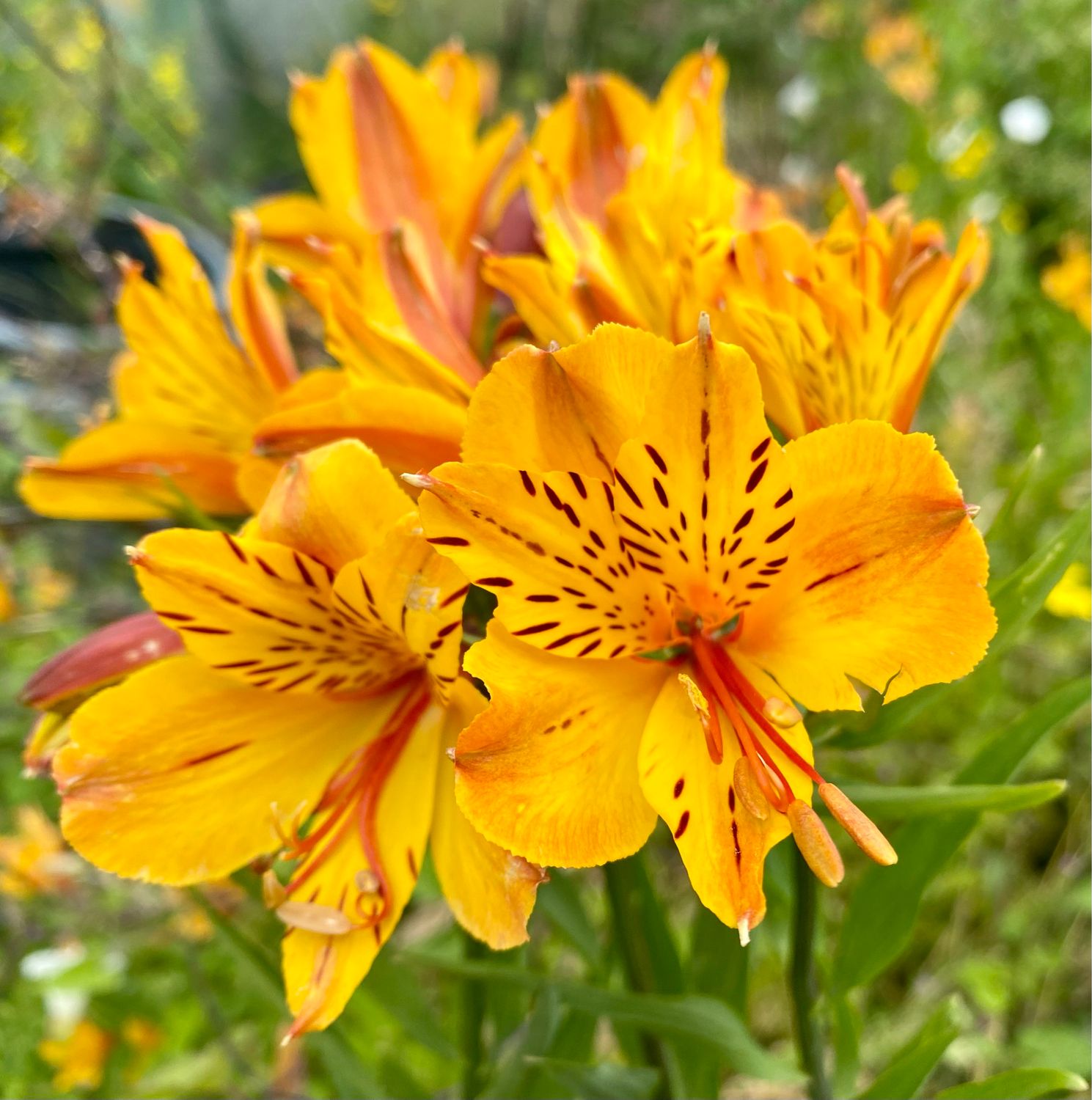 Alstroemeria ‘Awakeri Yellow’