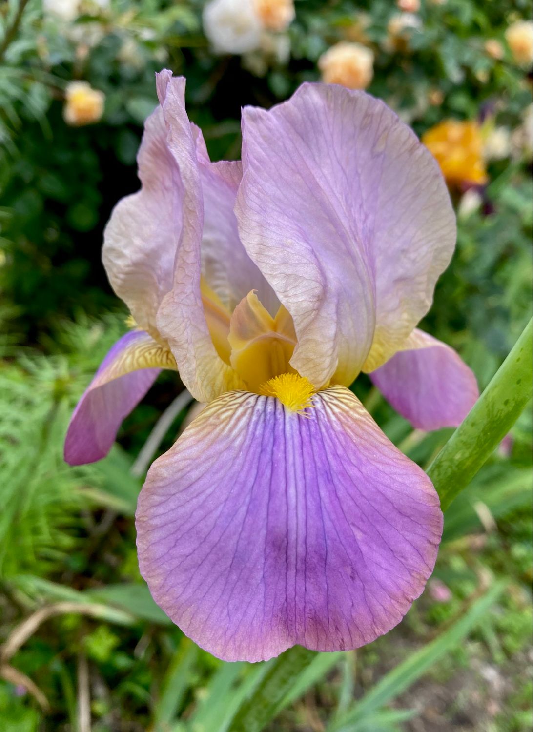 Iris ‘Quaker Lady’