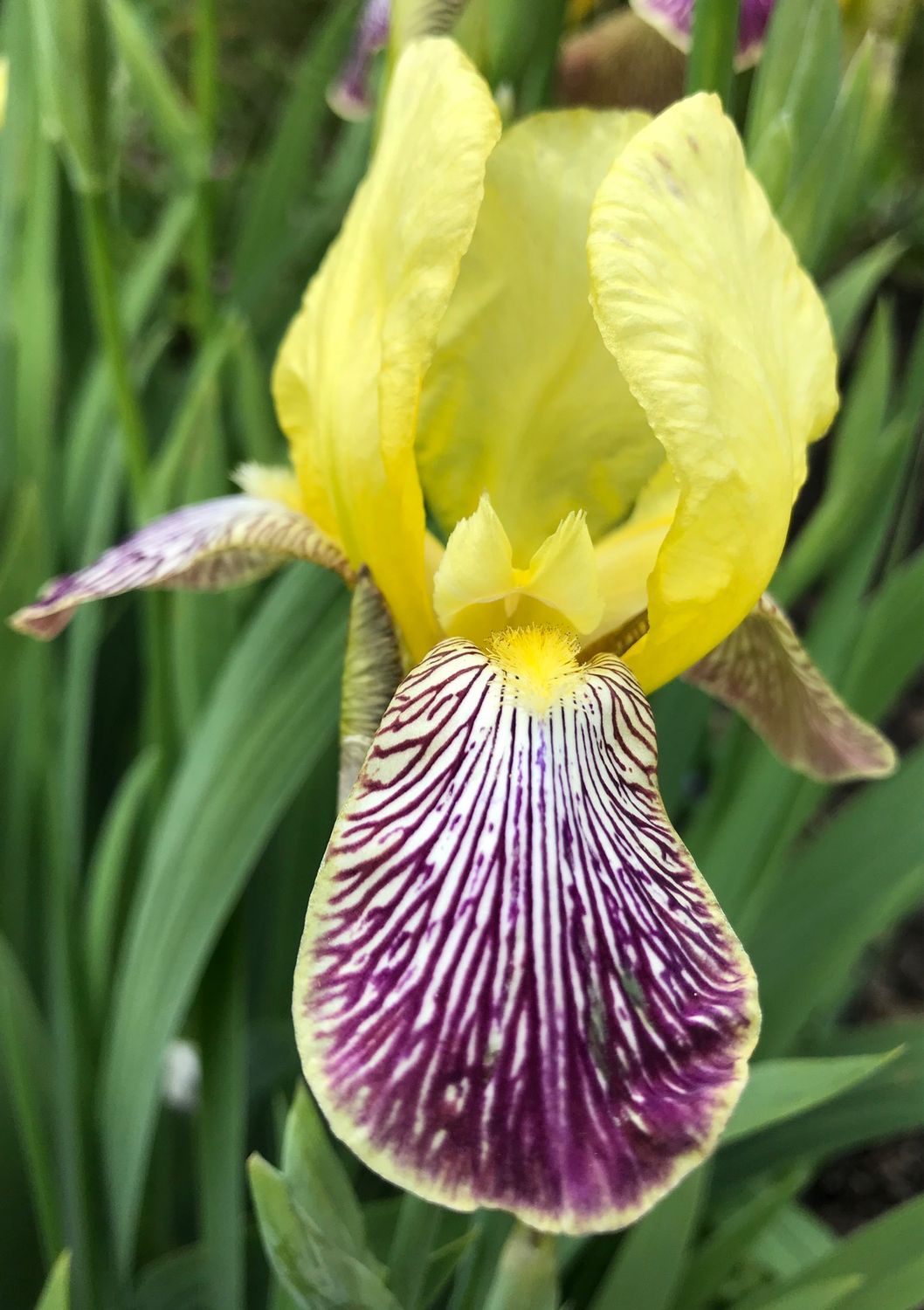 Iris ‘Gracchus’
