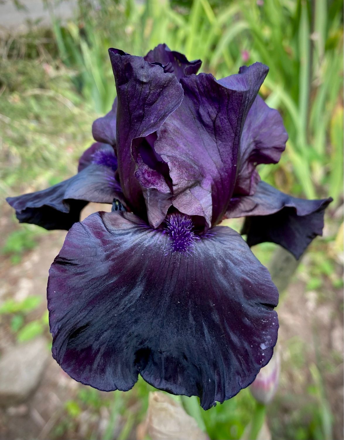 Iris ‘Before The Storm’