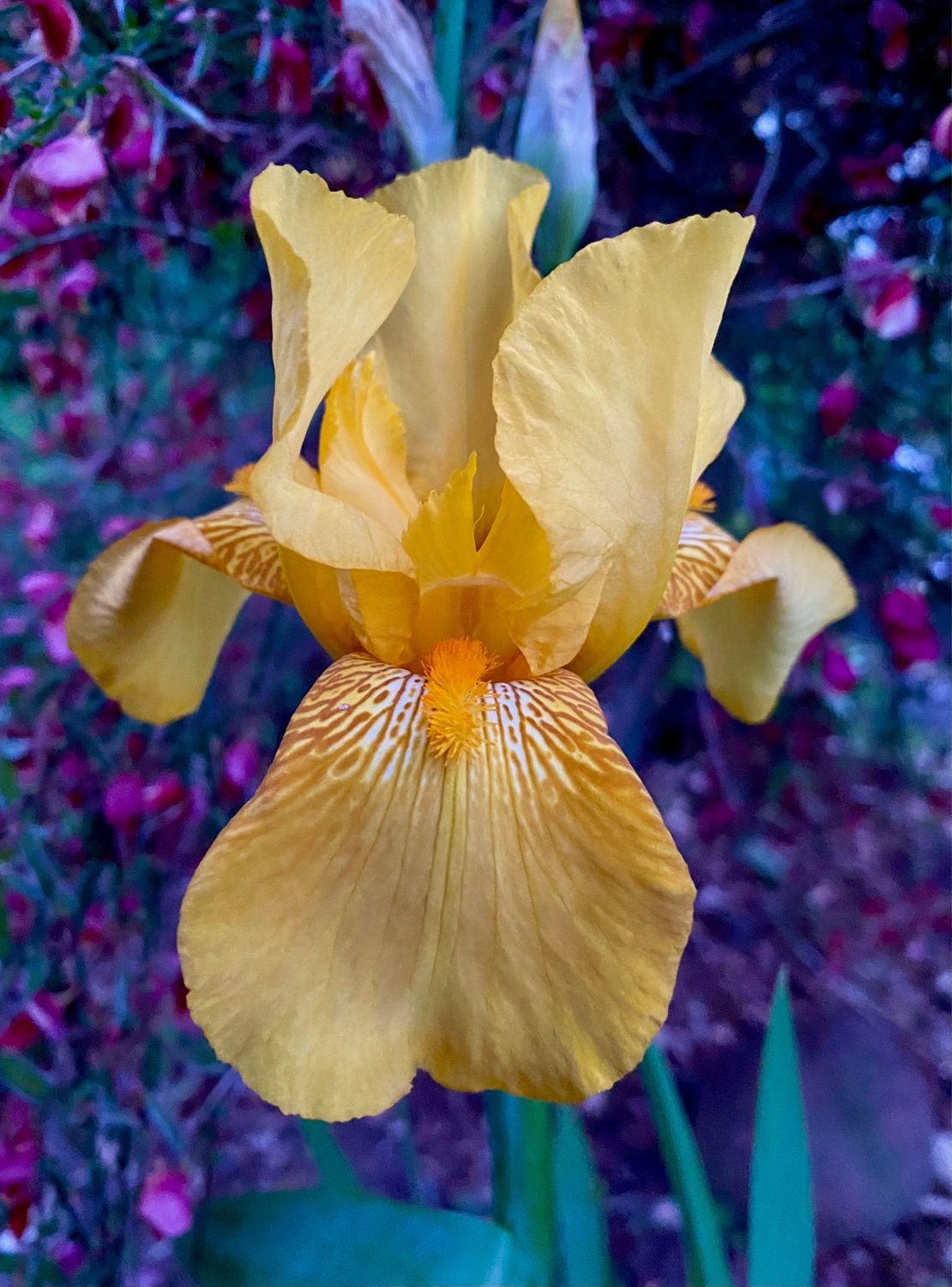 Iris ‘Happy Days’
