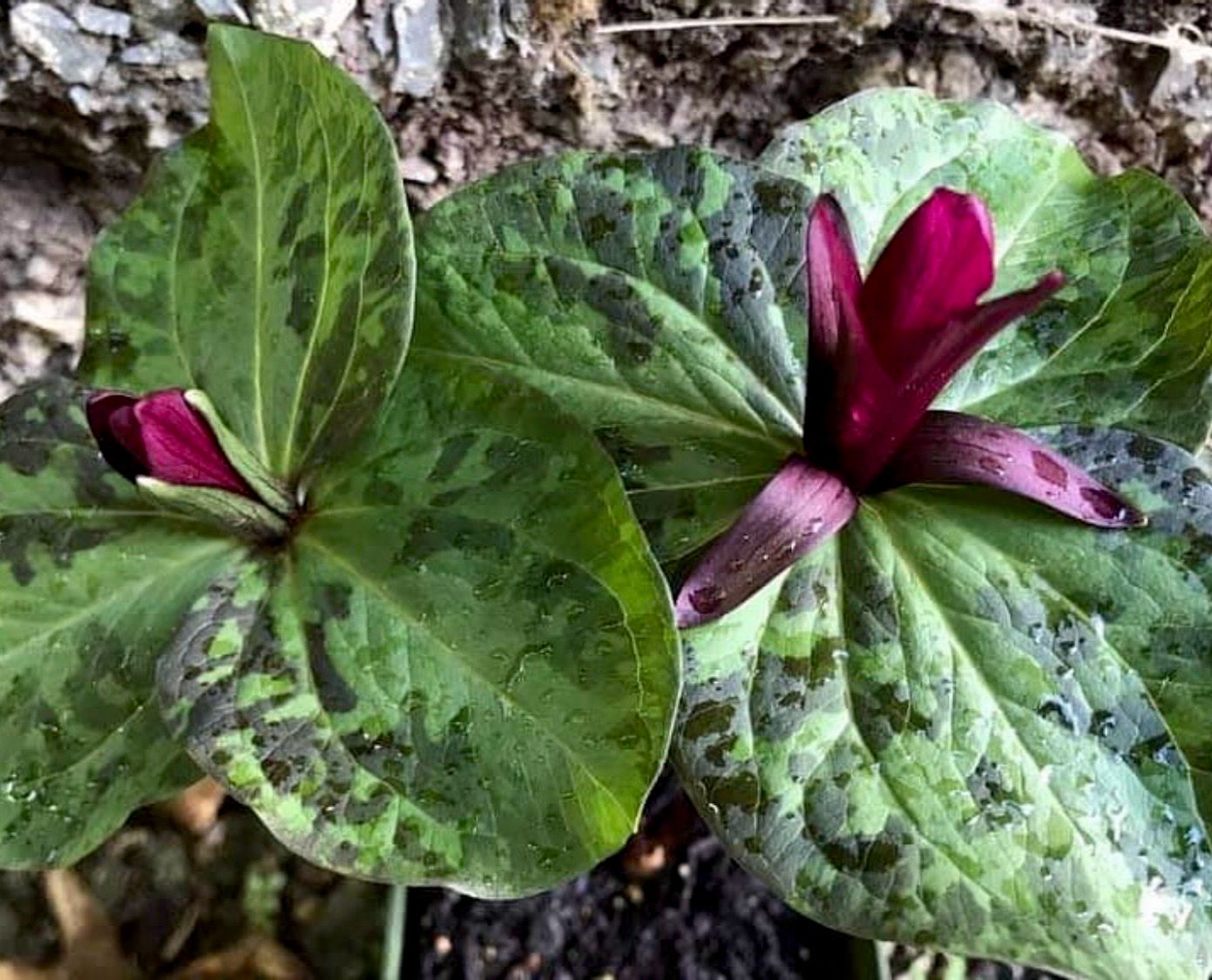 Trillium chloropetalum ‘Dark Red ‘