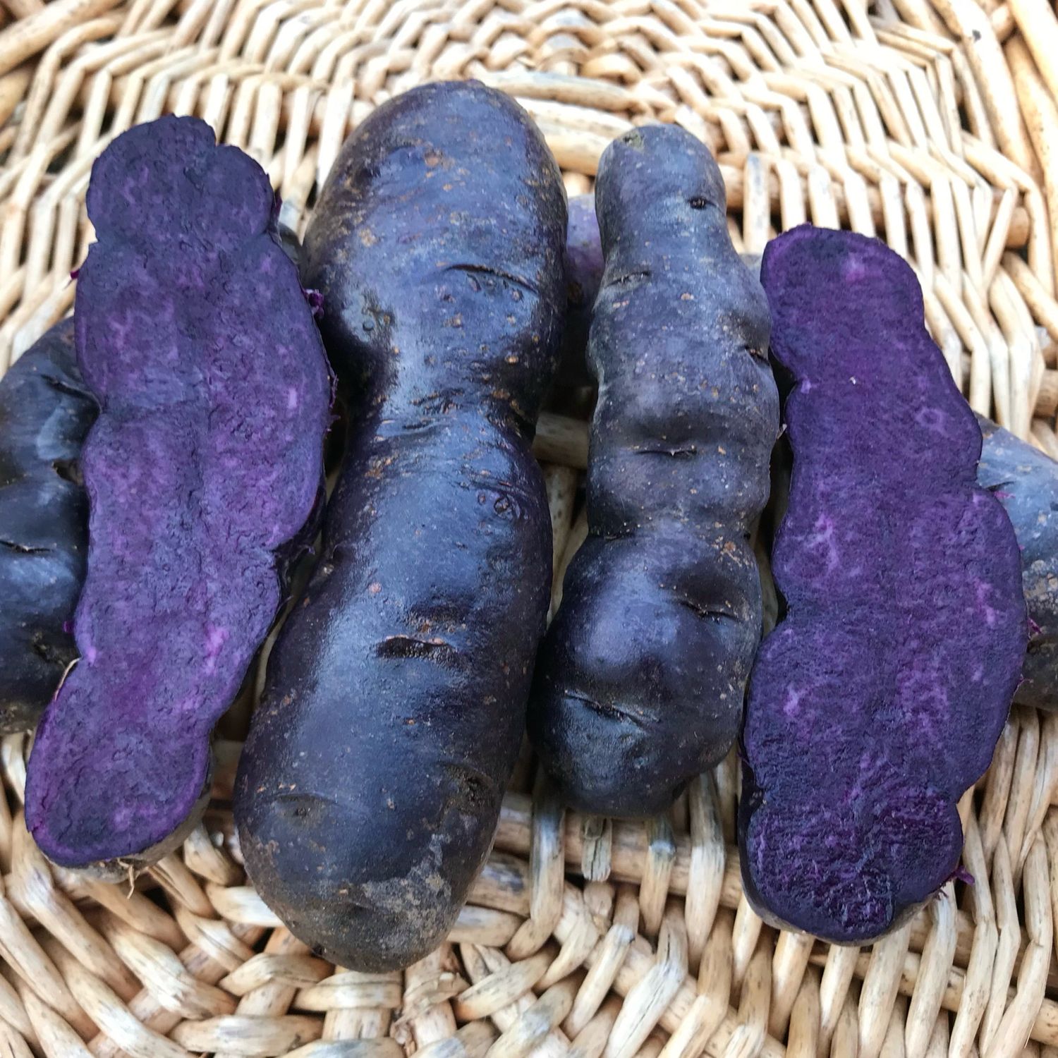 Seed Potatoes ‘Urenika’