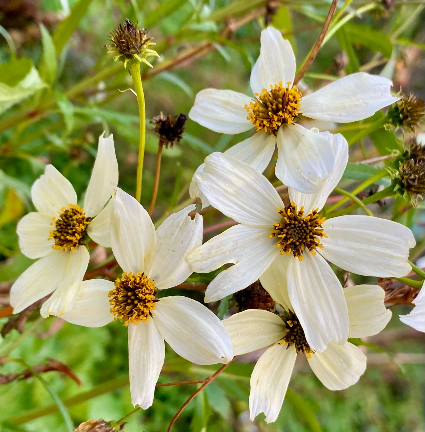 Bidens aurea