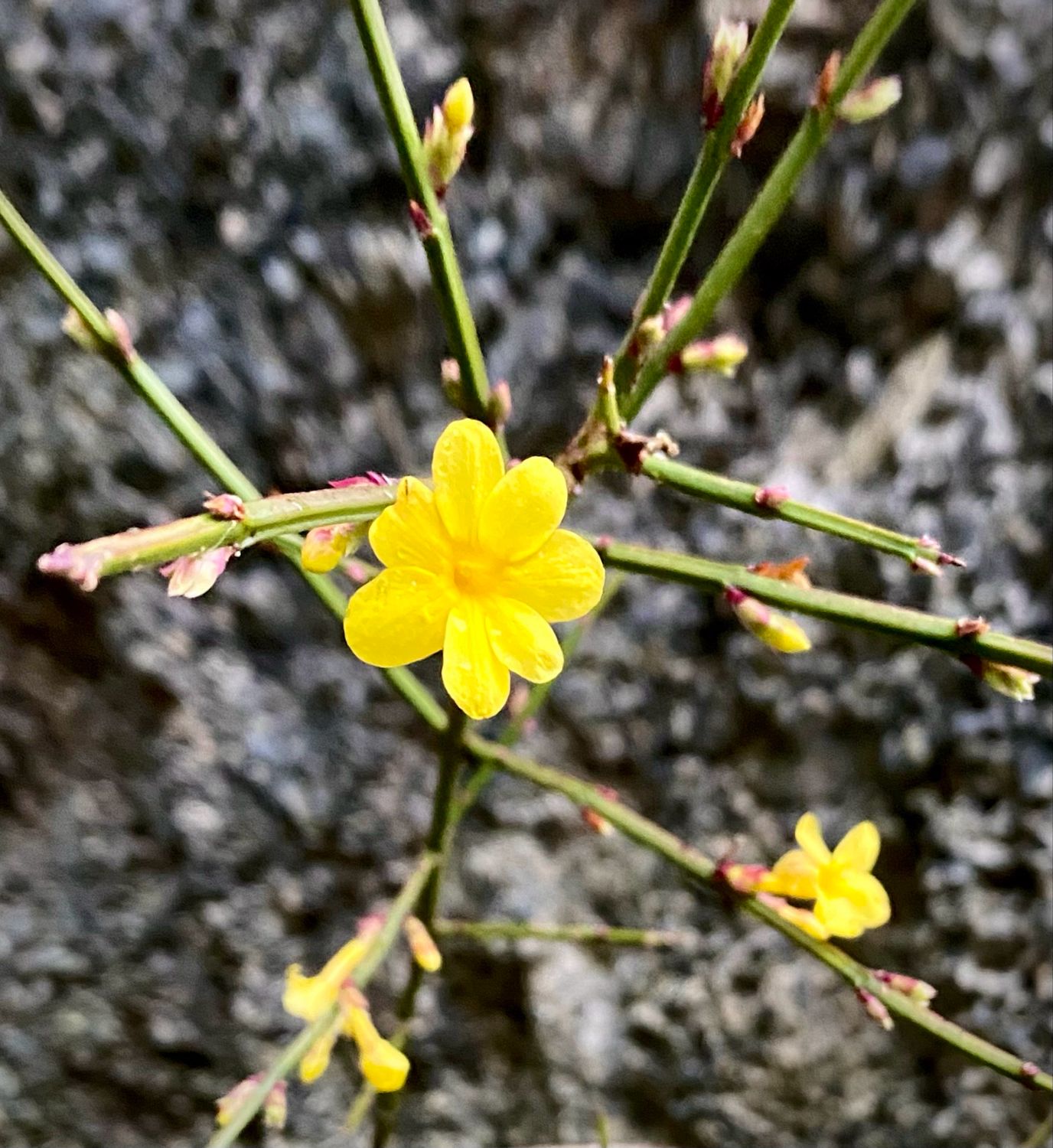 Jasminium nudiflorum