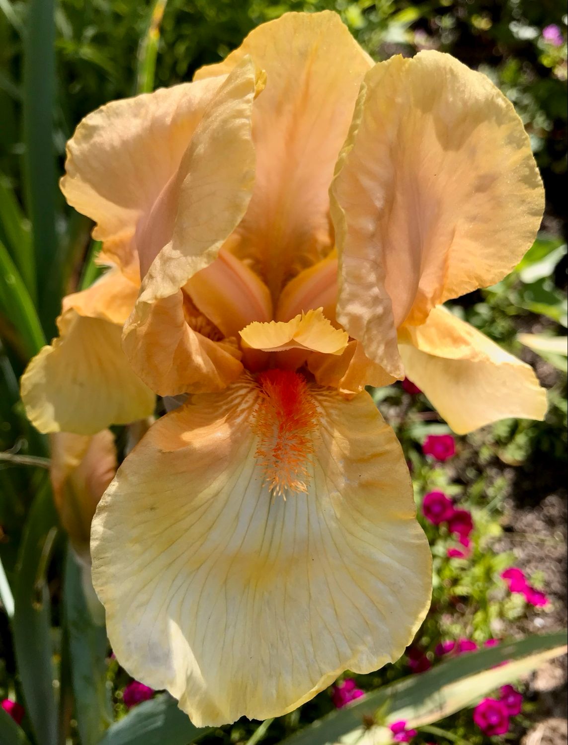 Iris ‘Mandolin’