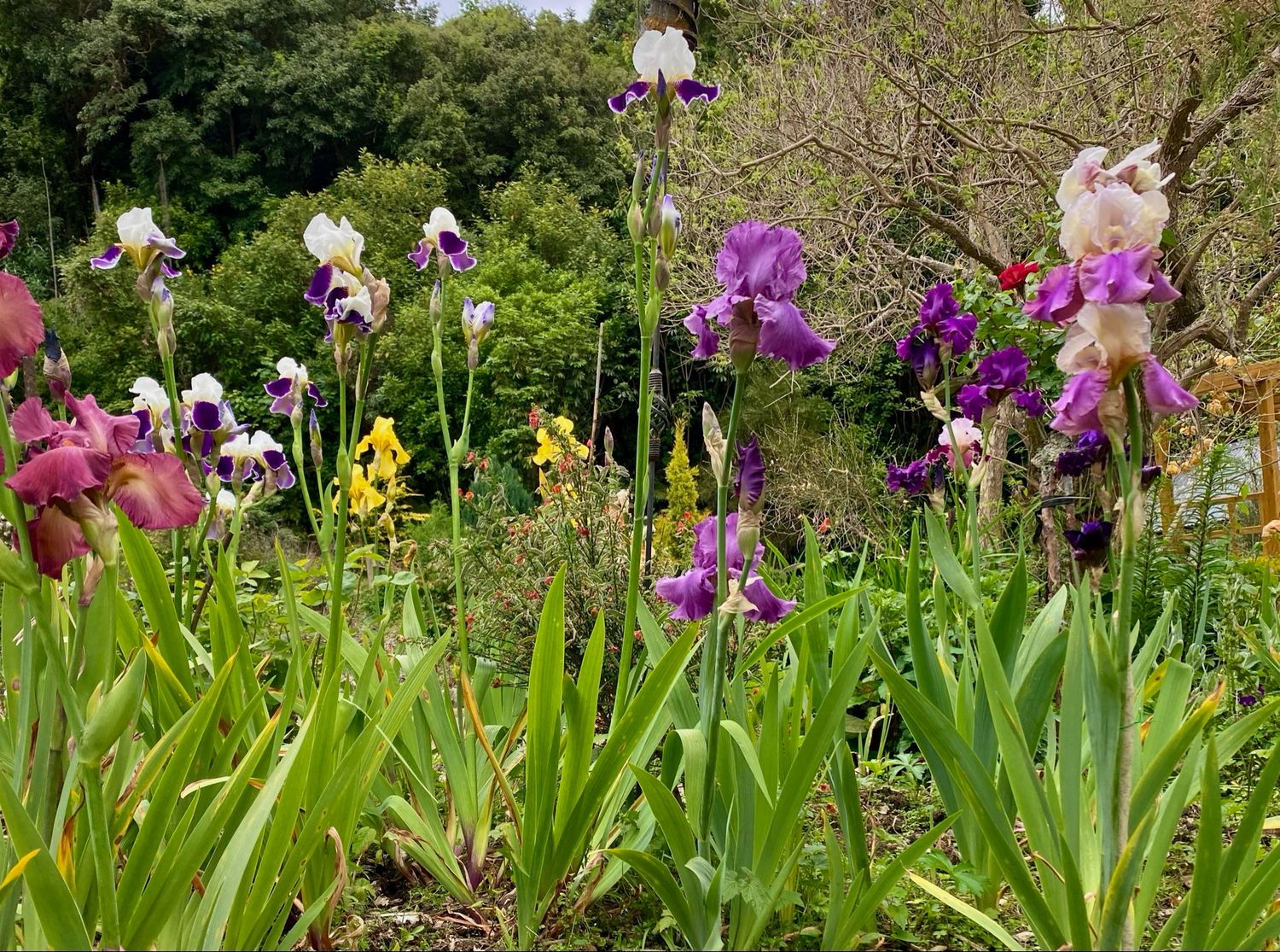 Iris Tall Bearded Mix