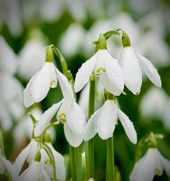 Galanthus Novalis
