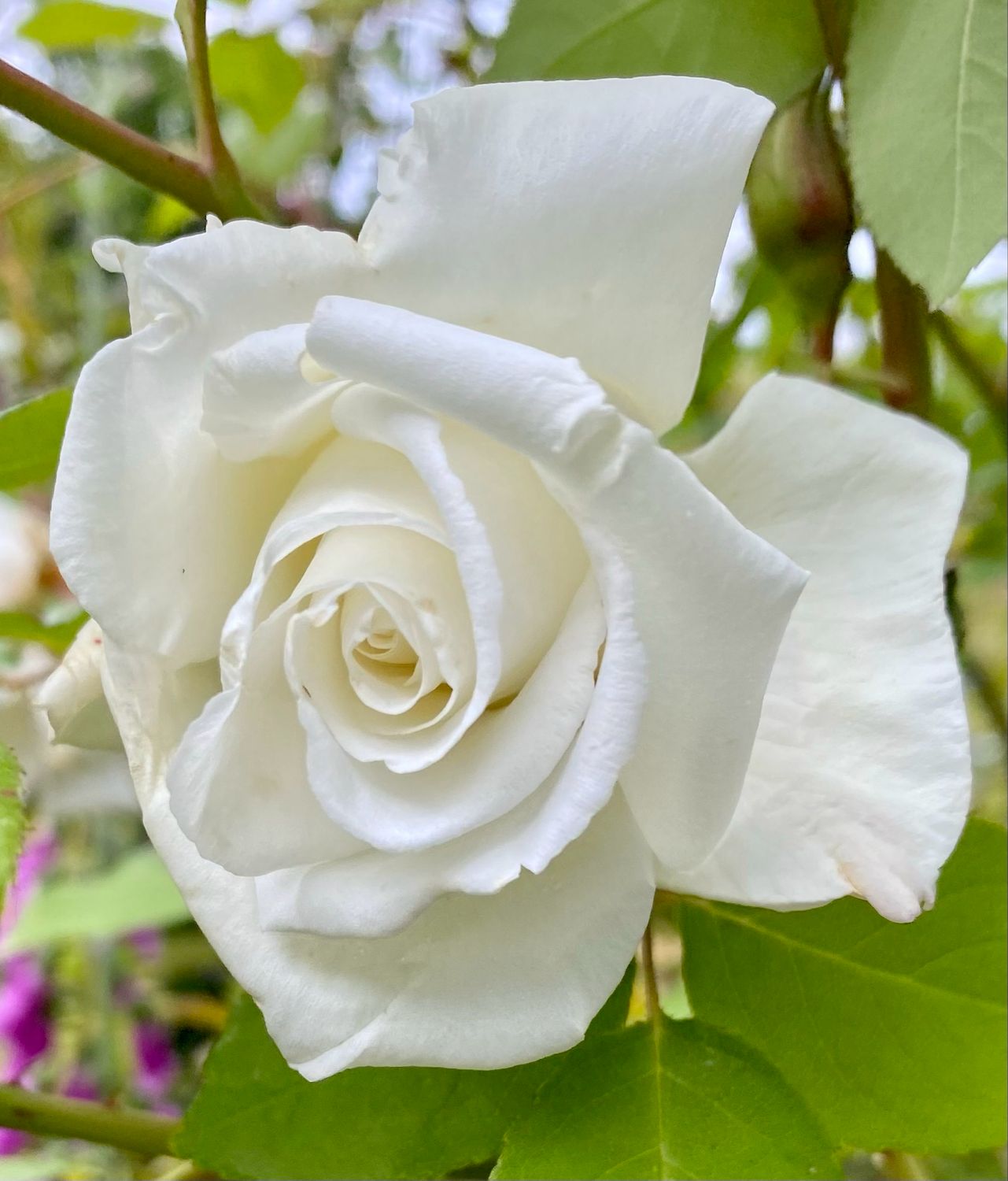 Rose ‘Mrs Herbert Stevens’ Climbing