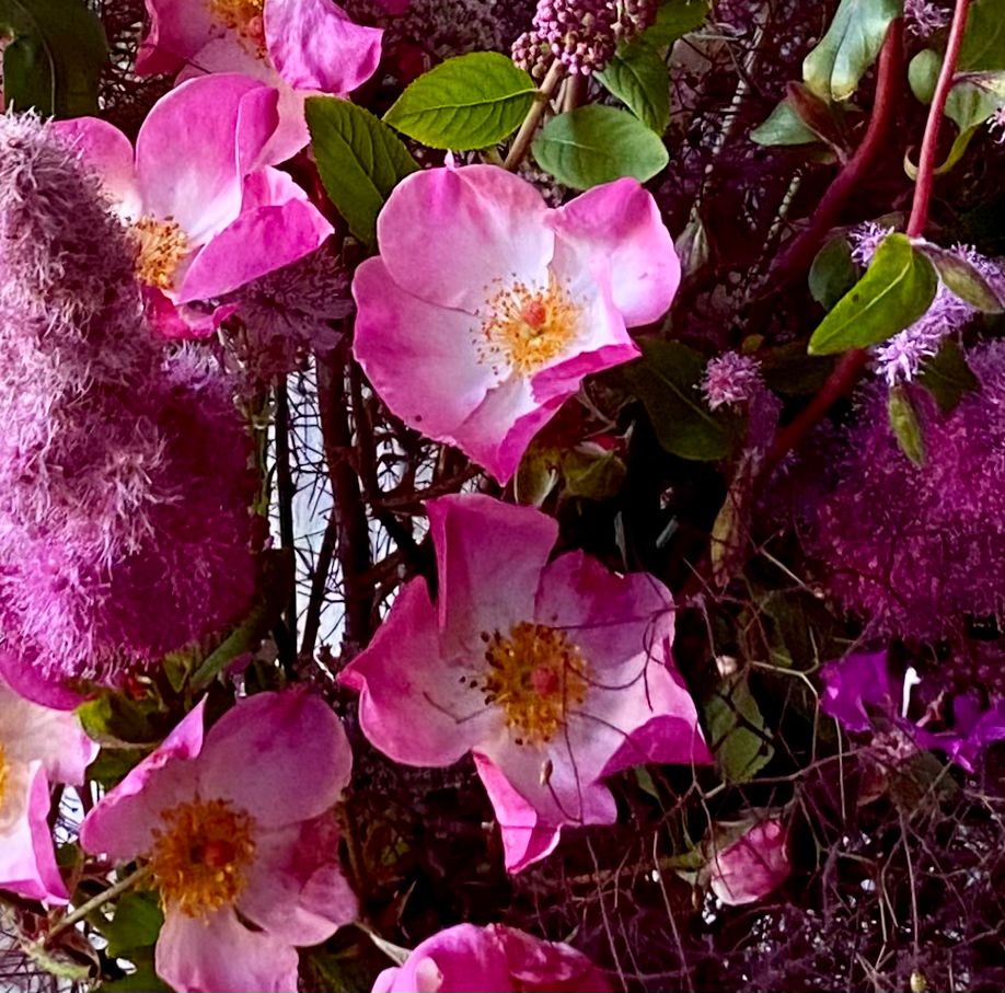 Rose ‘Rosy Cushion’