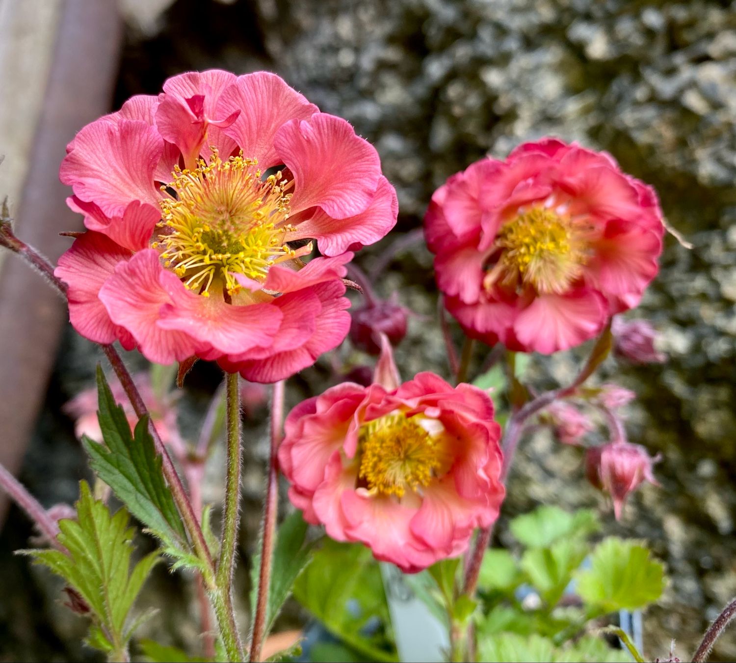 Geum ‘Pink Petticoat’